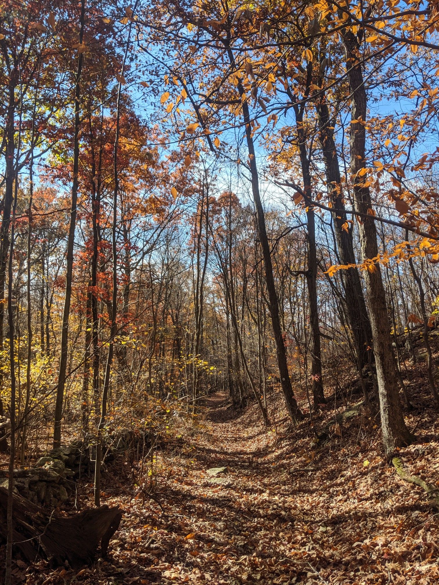 A sunlit forest path covered in brown autumn leaves, surrounded by tall trees. - School Mountain Road Trail – Nelsonville Trail loop from Cold Spring
