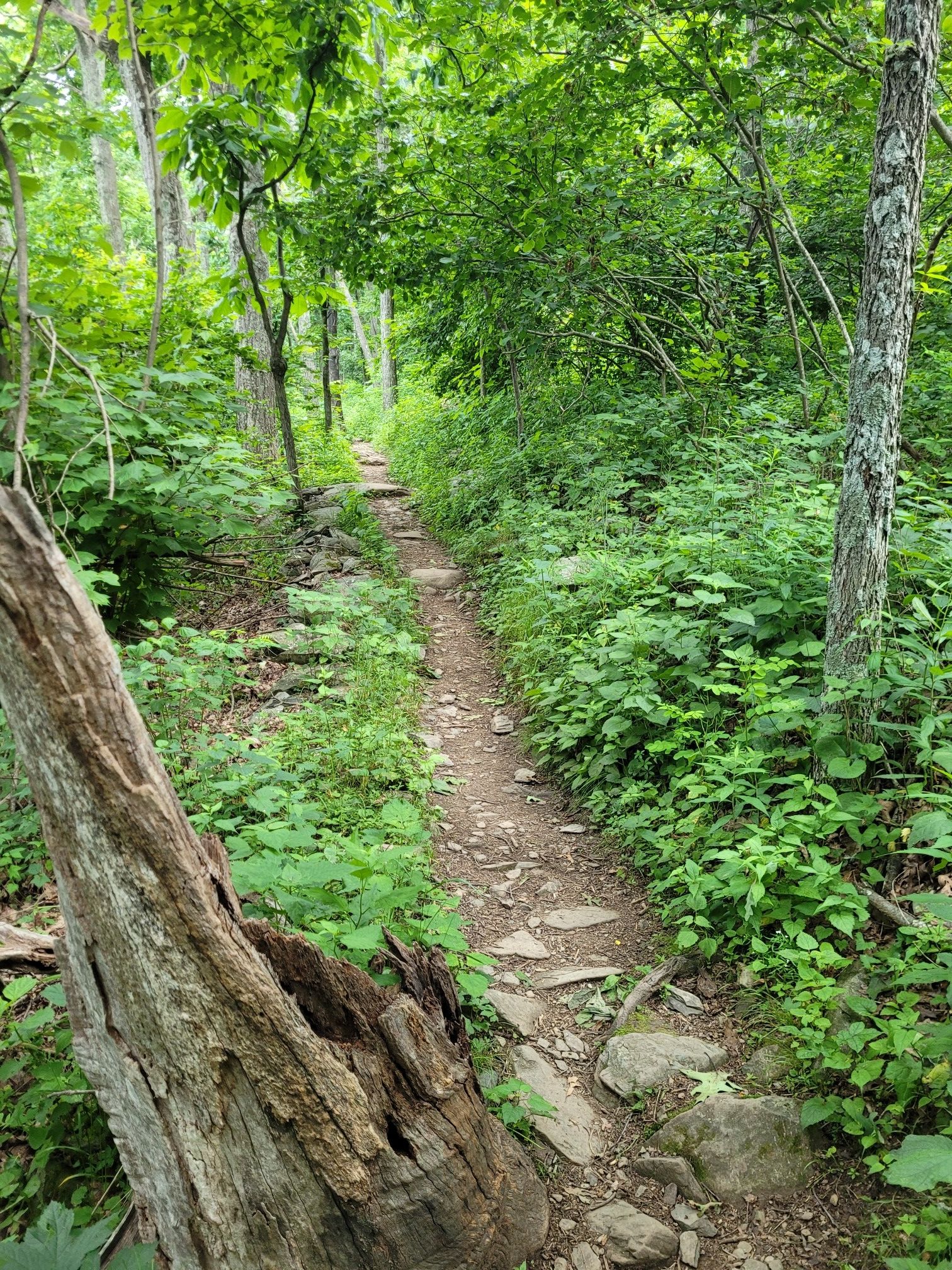 Narrow dirt path winding through a dense, lush green forest with a fallen log. - Humpback Rocks and Dobie Mountain