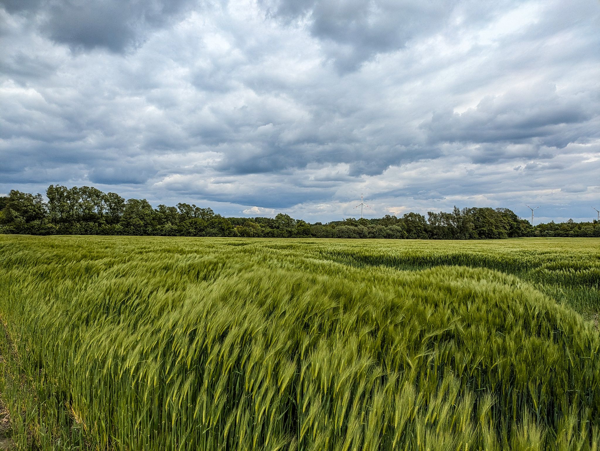 Gerste im Wind