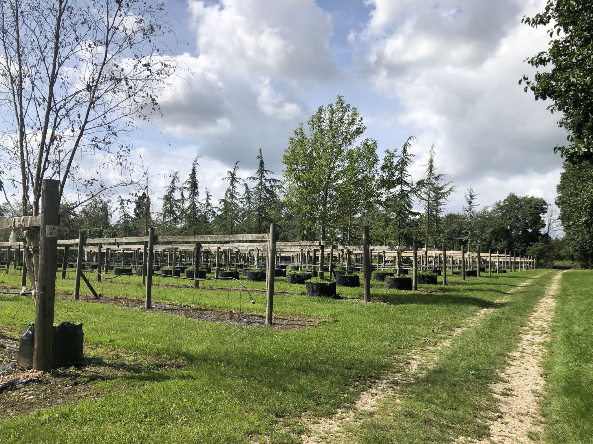 Tree nursery