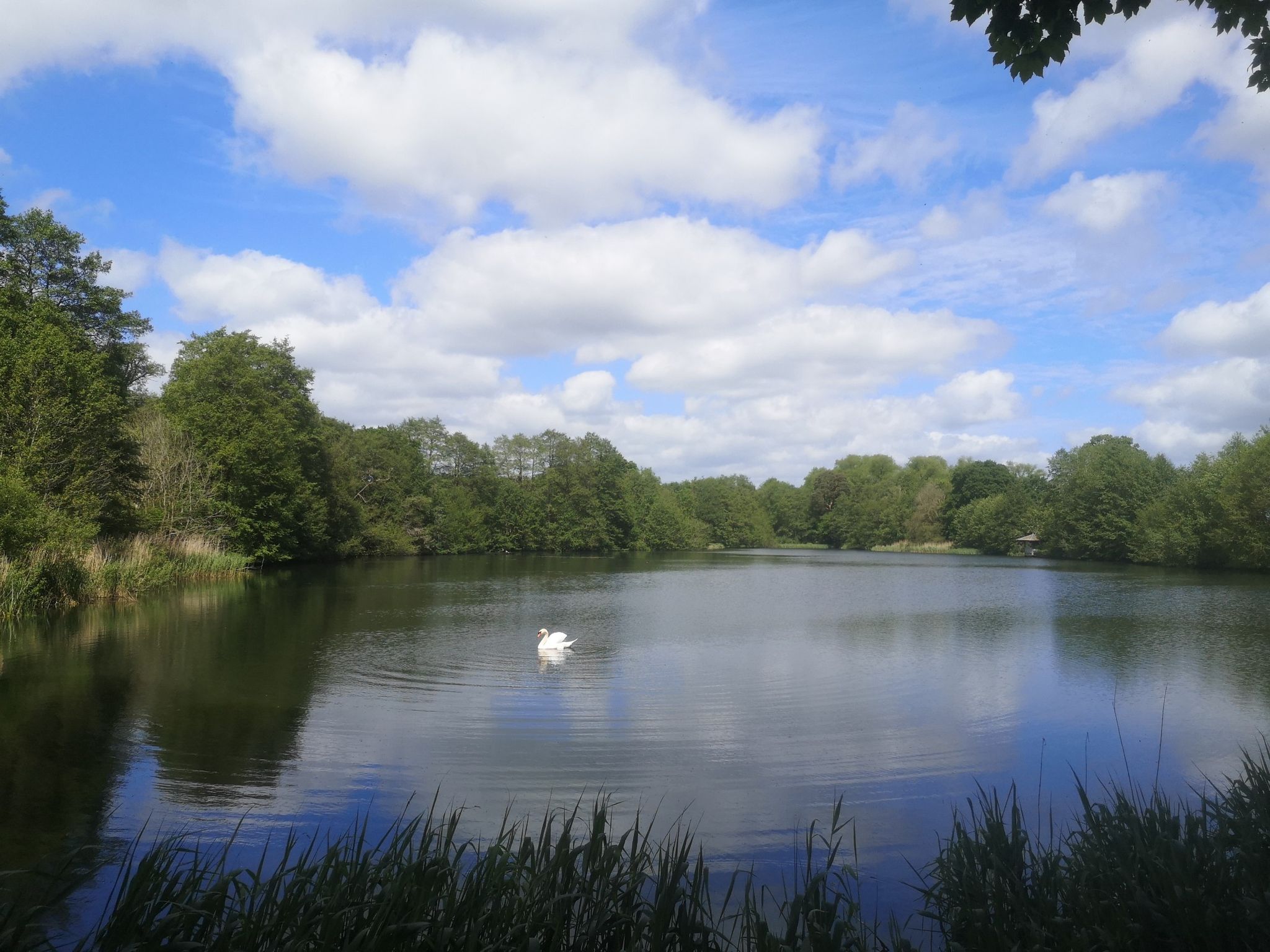 Swan