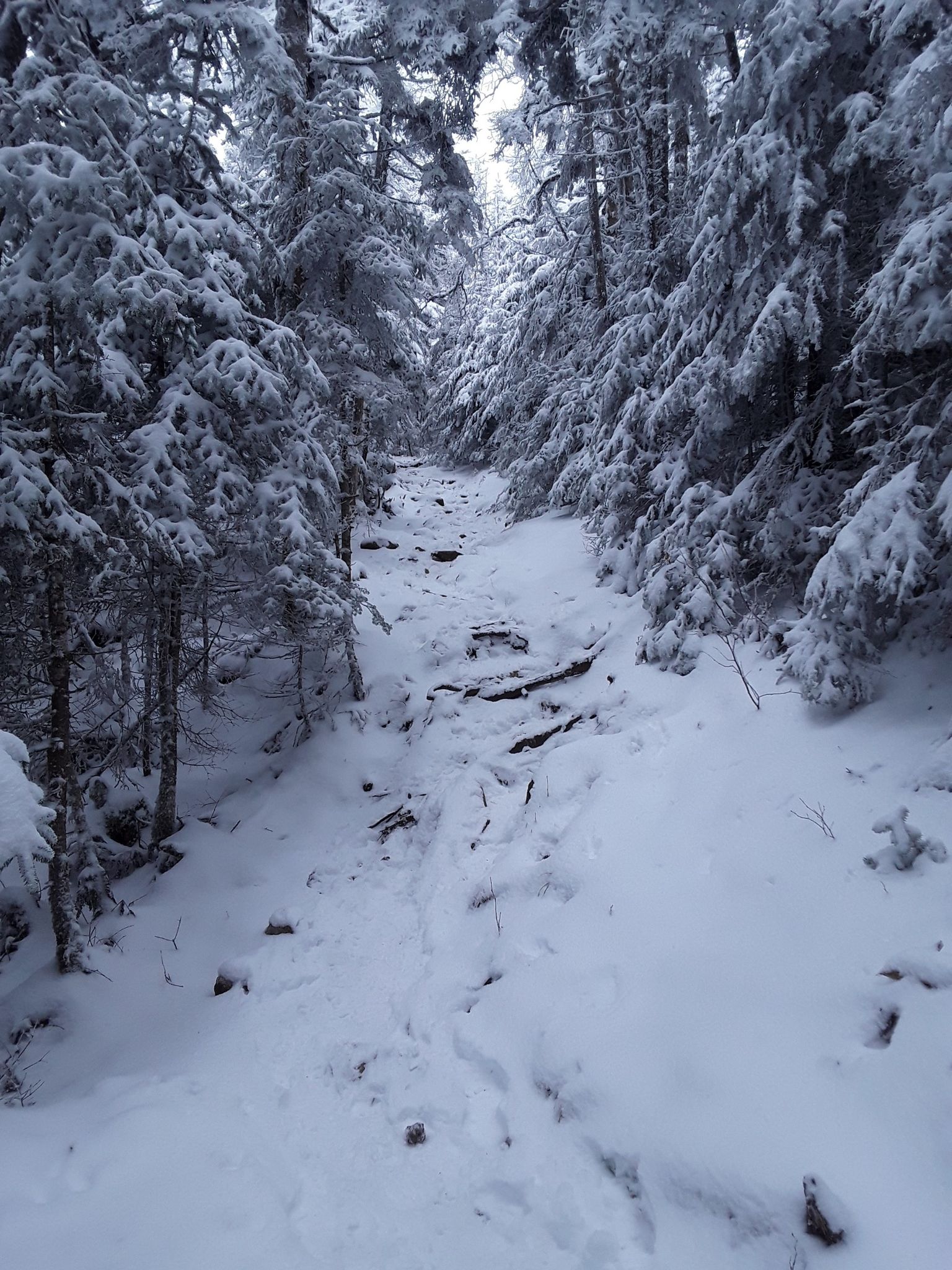 Snow-covered path winding through a dense winter evergreen forest. - Starr King Trail