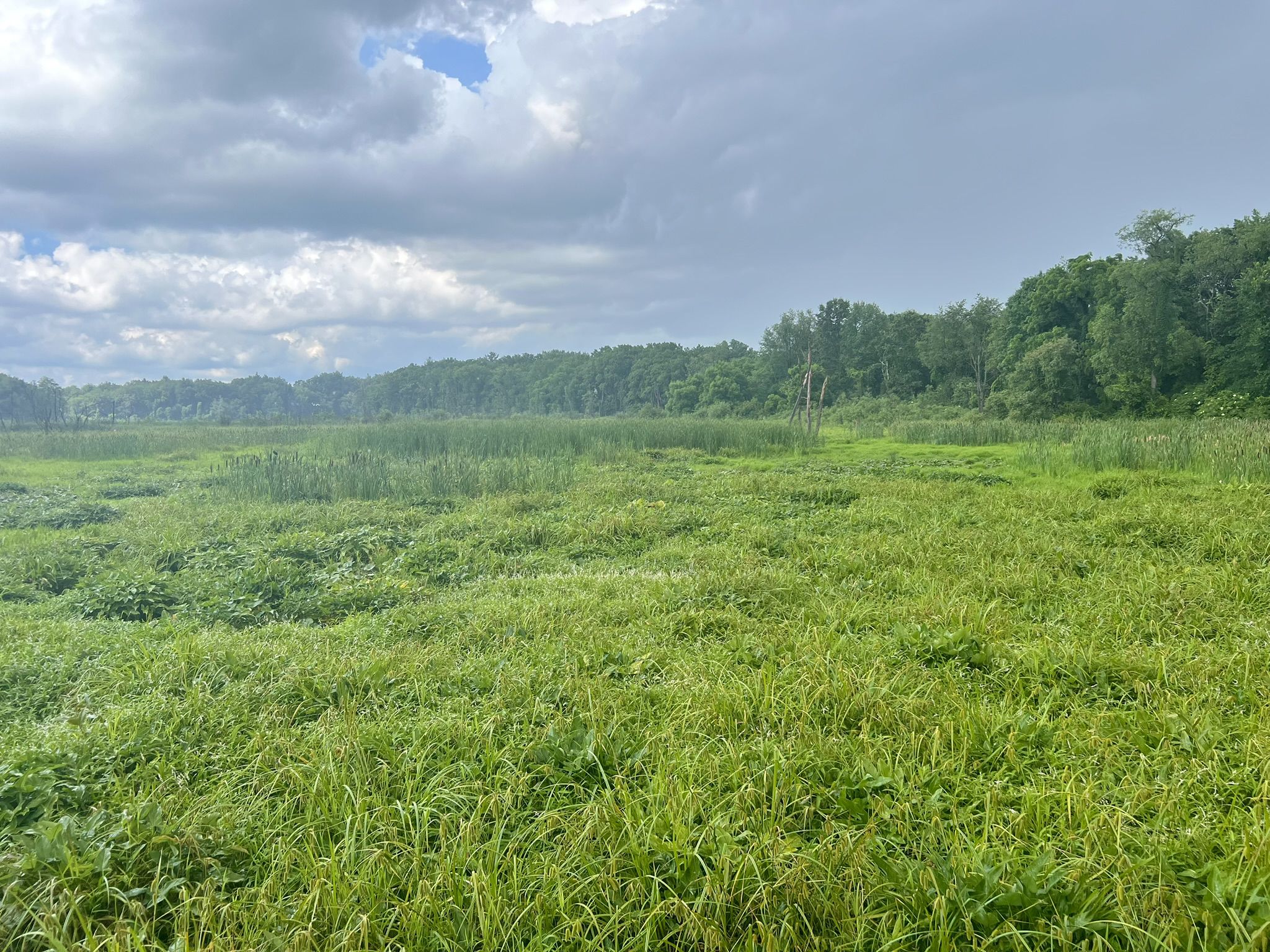 Expansive green wetland under a cloudy sky, with distant trees. - Cannon Trail