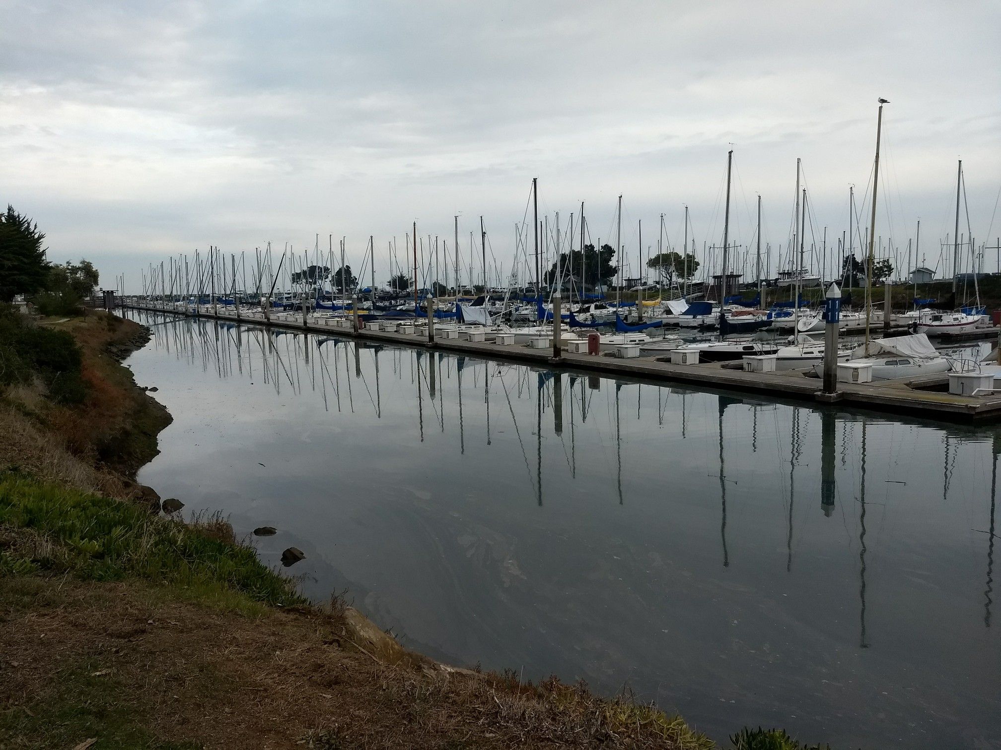 Marina with numerous sailboats docked under an overcast sky, calm water reflecting masts. - Coyote Point Recreation Area – Bay Trail - Foster City Levee loop from Belmont