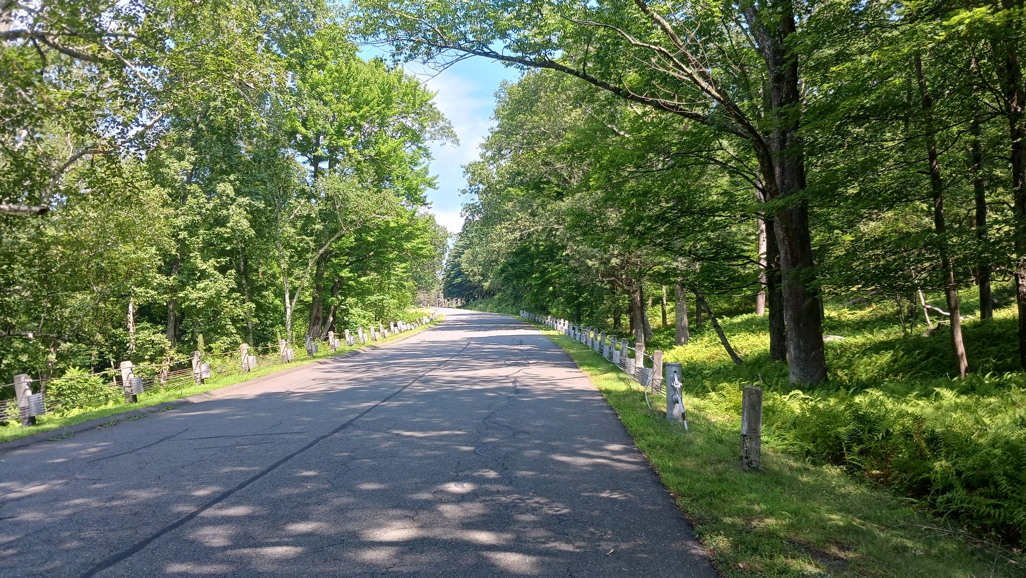Paved road winding through a dense forest on a bright, sunny day. - Around the Quabbin Reservoir