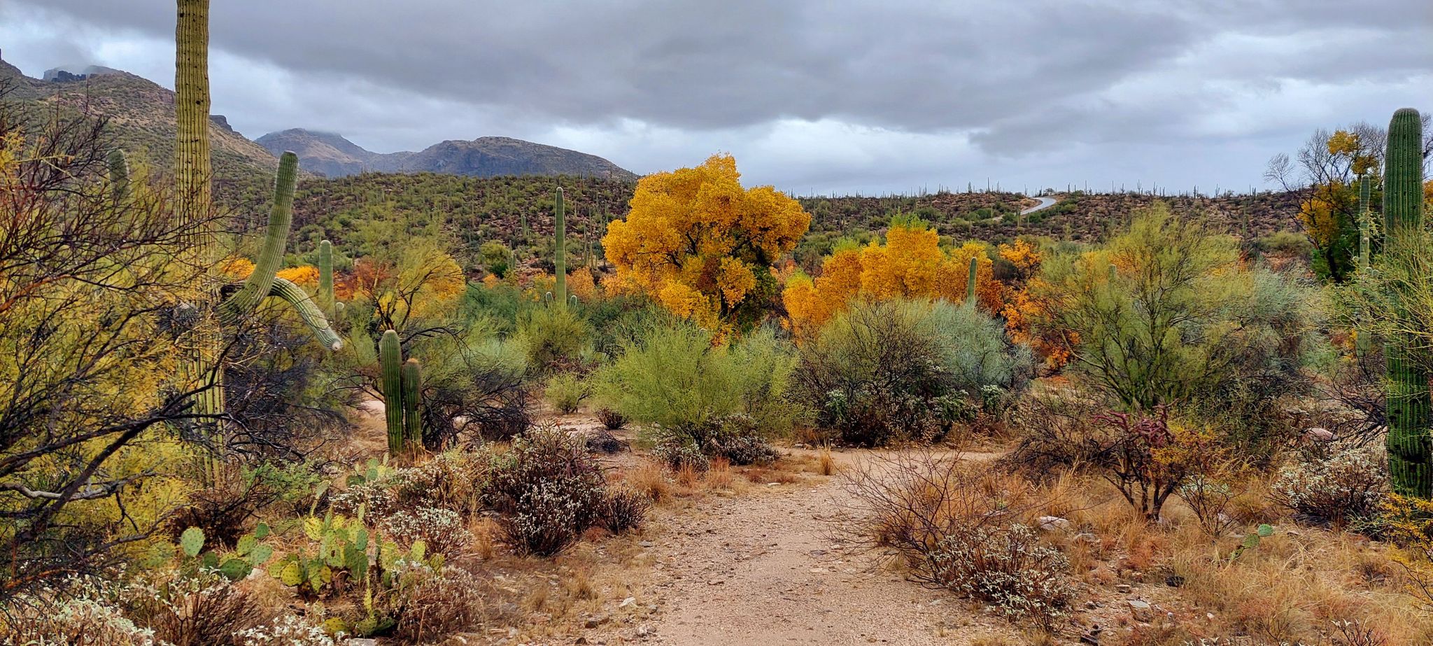 Desert path winding through colorful trees and saguaro cacti under overcast sky. - Sabino Walkway Loop