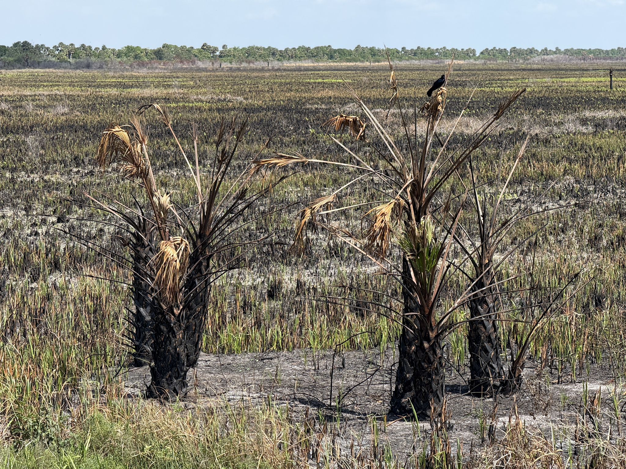 Three charred palm trees stand in a vast, recently burnt field. - Three Forks Conservation Area Loop