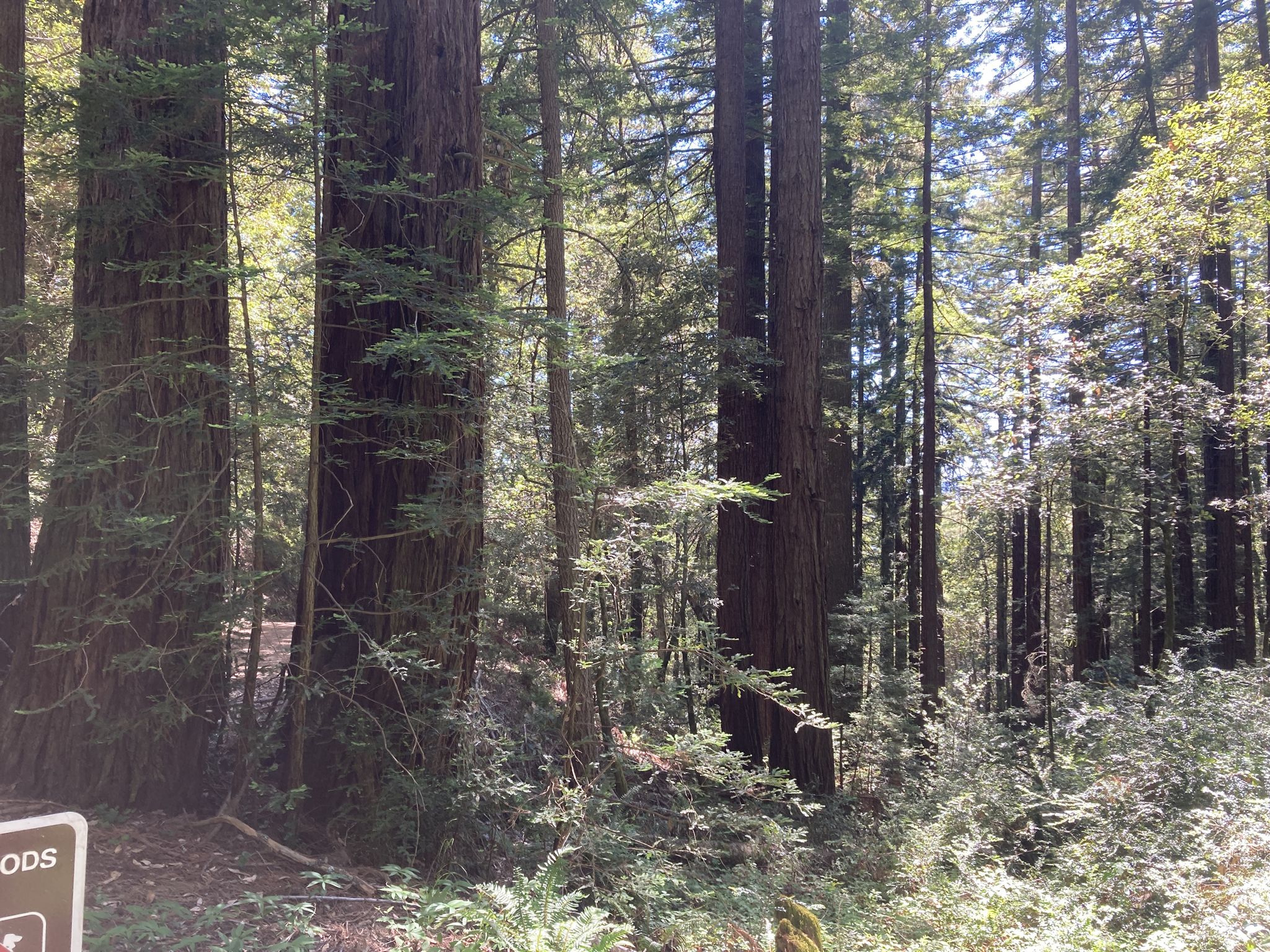 Towering, ancient trees stand tall in a sun-drenched, dense forest. - Skyline Trailhead & Boulevard – Purisima Creek Trailhead loop from Phleger Estate (GGNRA)