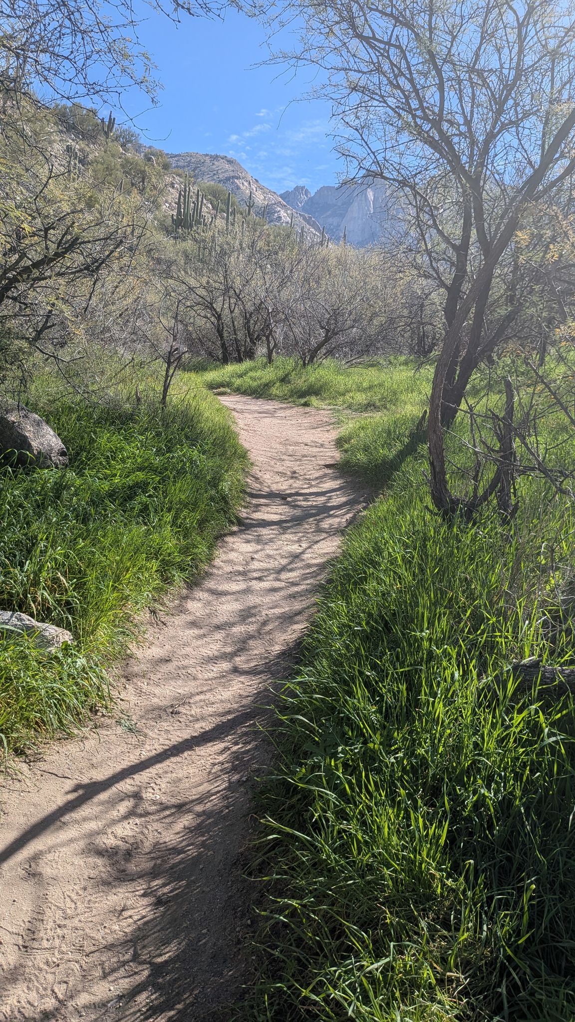 A dirt path winds through lush green desert vegetation under bright sun. - Dead Horse Canyon Trail