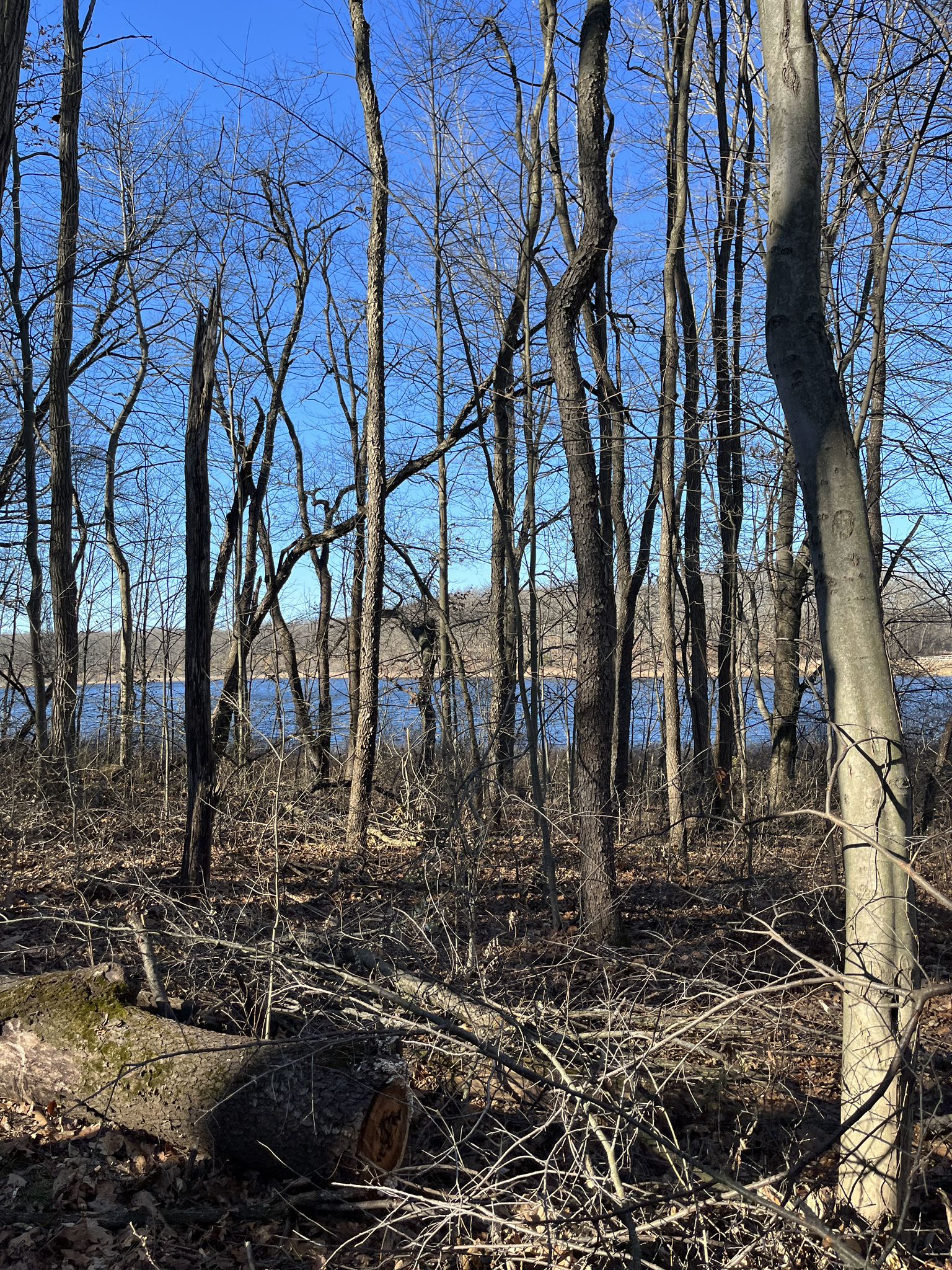 Bare trees frame a distant blue lake under a clear sky. - Potawatomi Trail and Silver Lake Loop