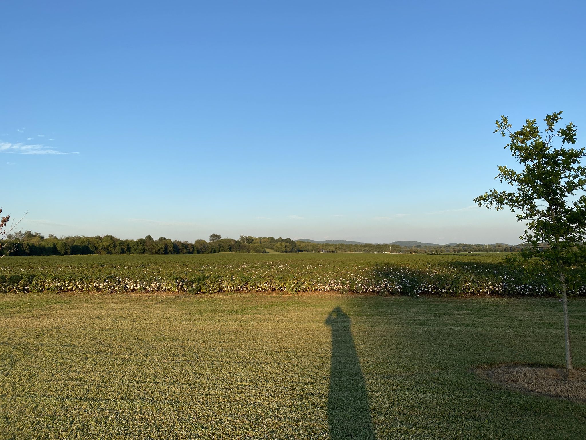 Expansive green field under clear blue sky with a long shadow. - Etowah River Walk