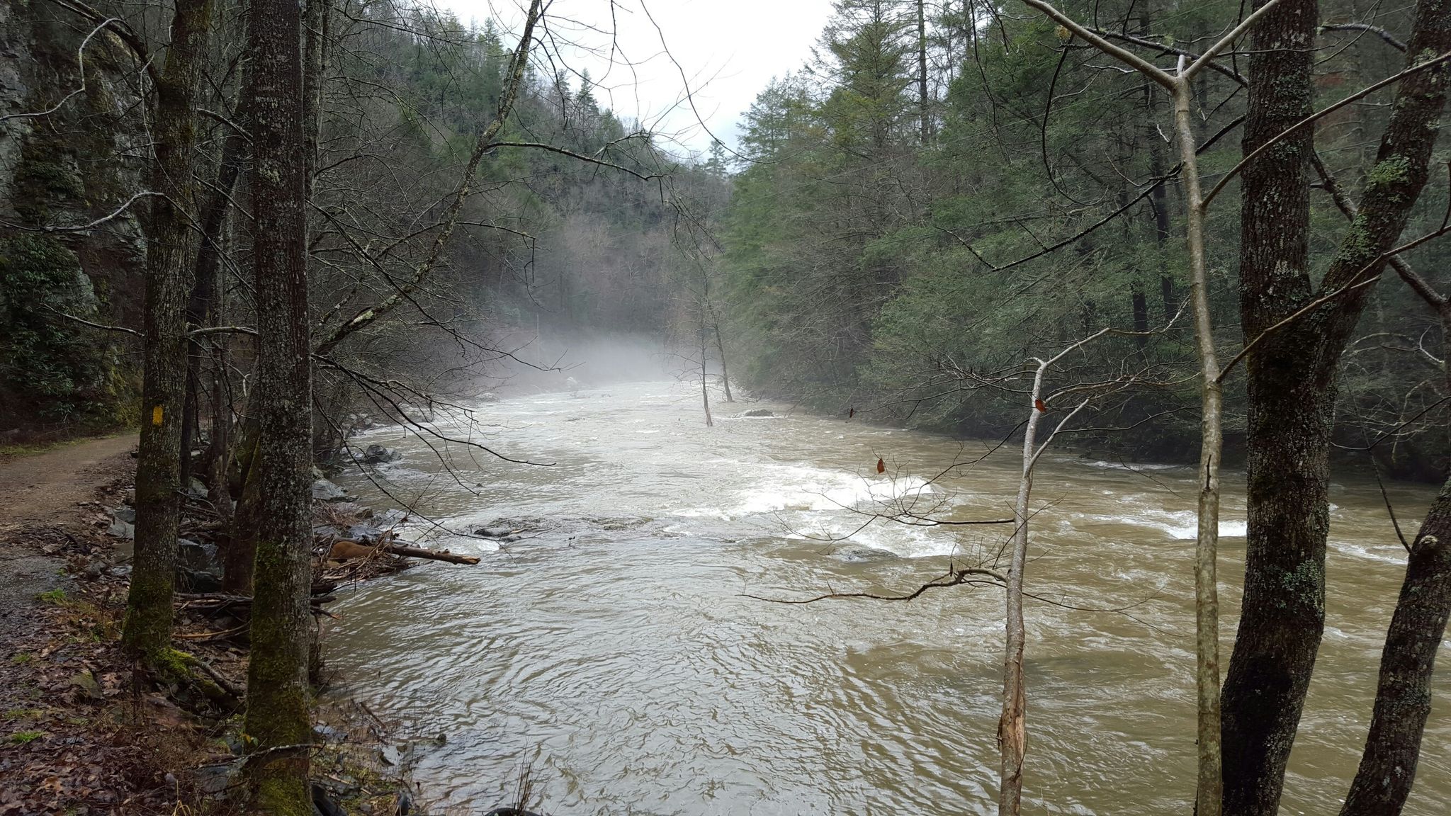 Misty river flowing through a dense, bare forest on an overcast day. - Laurel River Trail