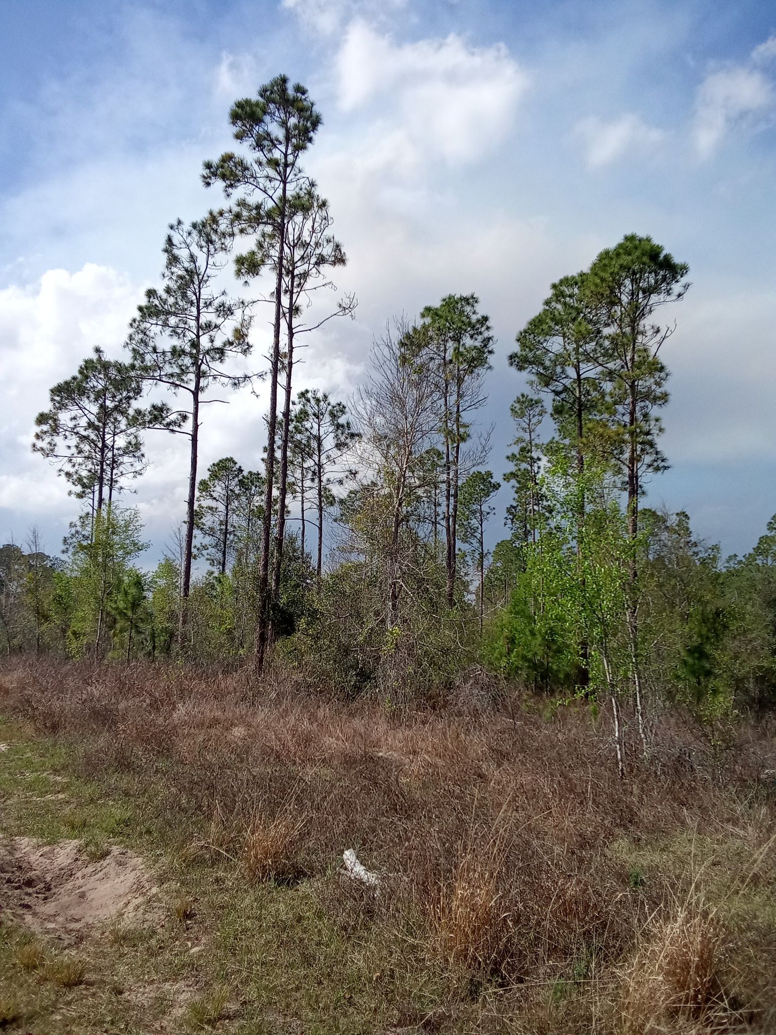 Tall pine trees stand in a sparse, grassy forest under a cloudy sky. - South Loop Trail