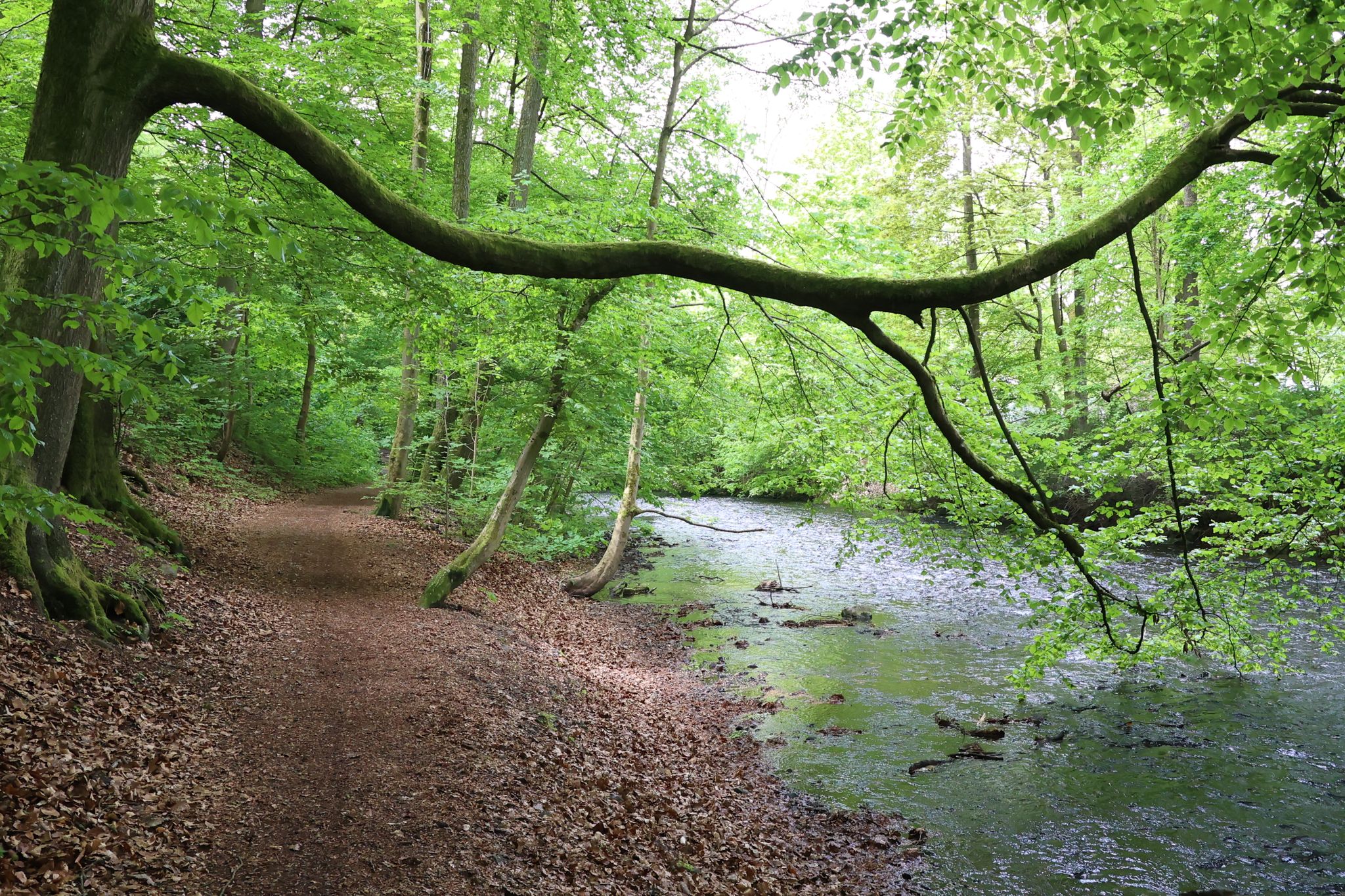 Oder am Kurpark