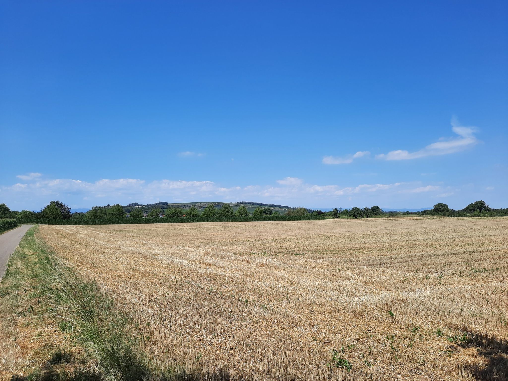 Blick Richtung Sasbach am Kaiserstuhl....