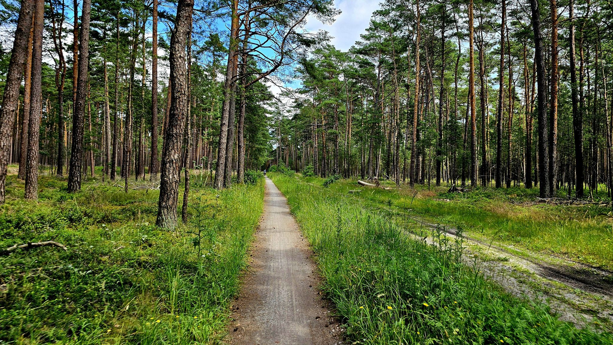 Südwinsener Weg zwischen Wieckenberg und Winsen