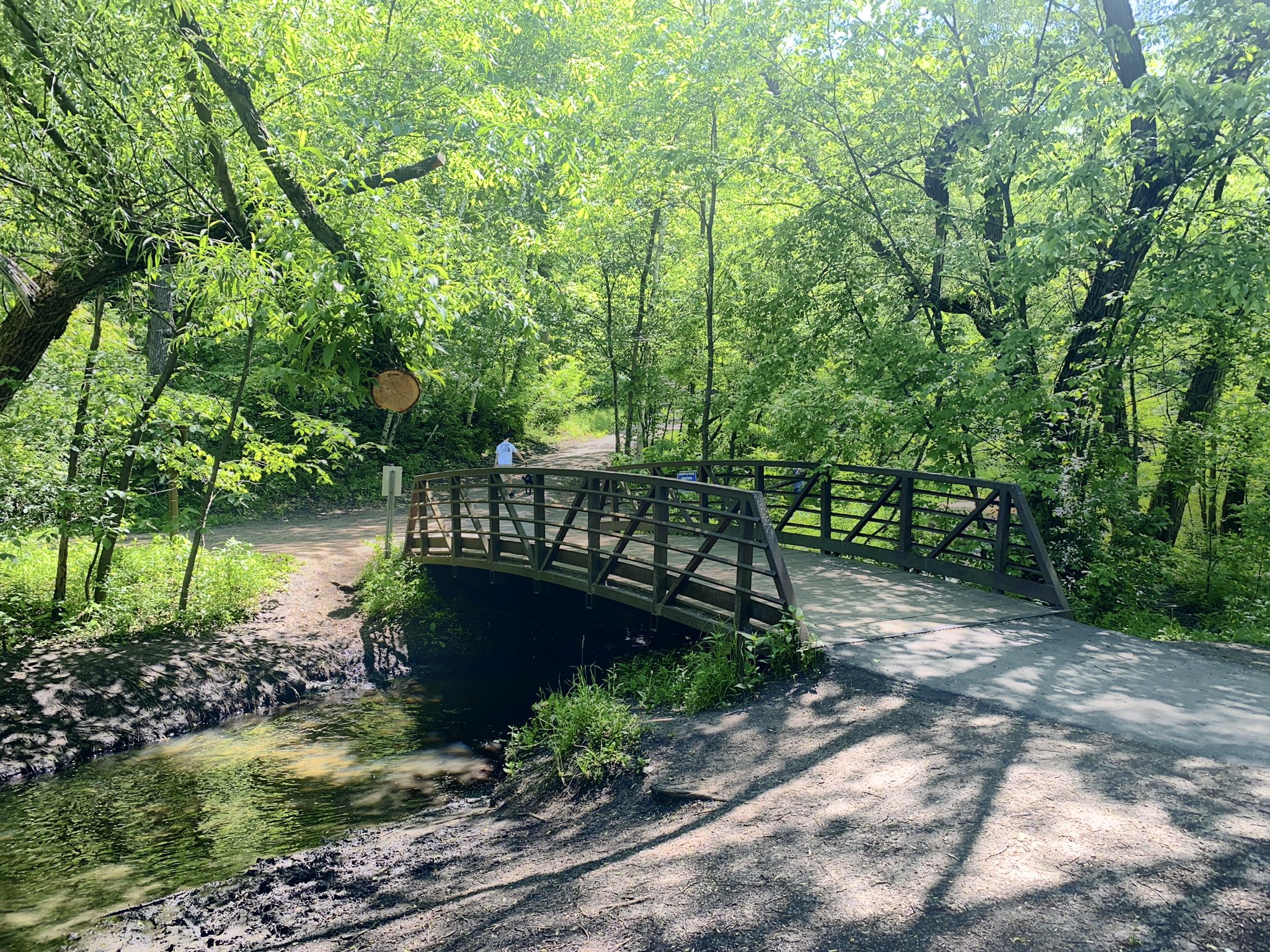 Wooden bridge over a stream in a lush green forest on a sunny day. - Purgatory Park Trail loop from Westmill Rd