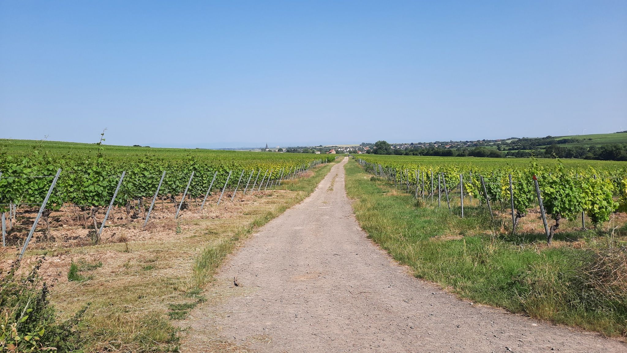 Im Weinberg mit Blick auf  Westhofen