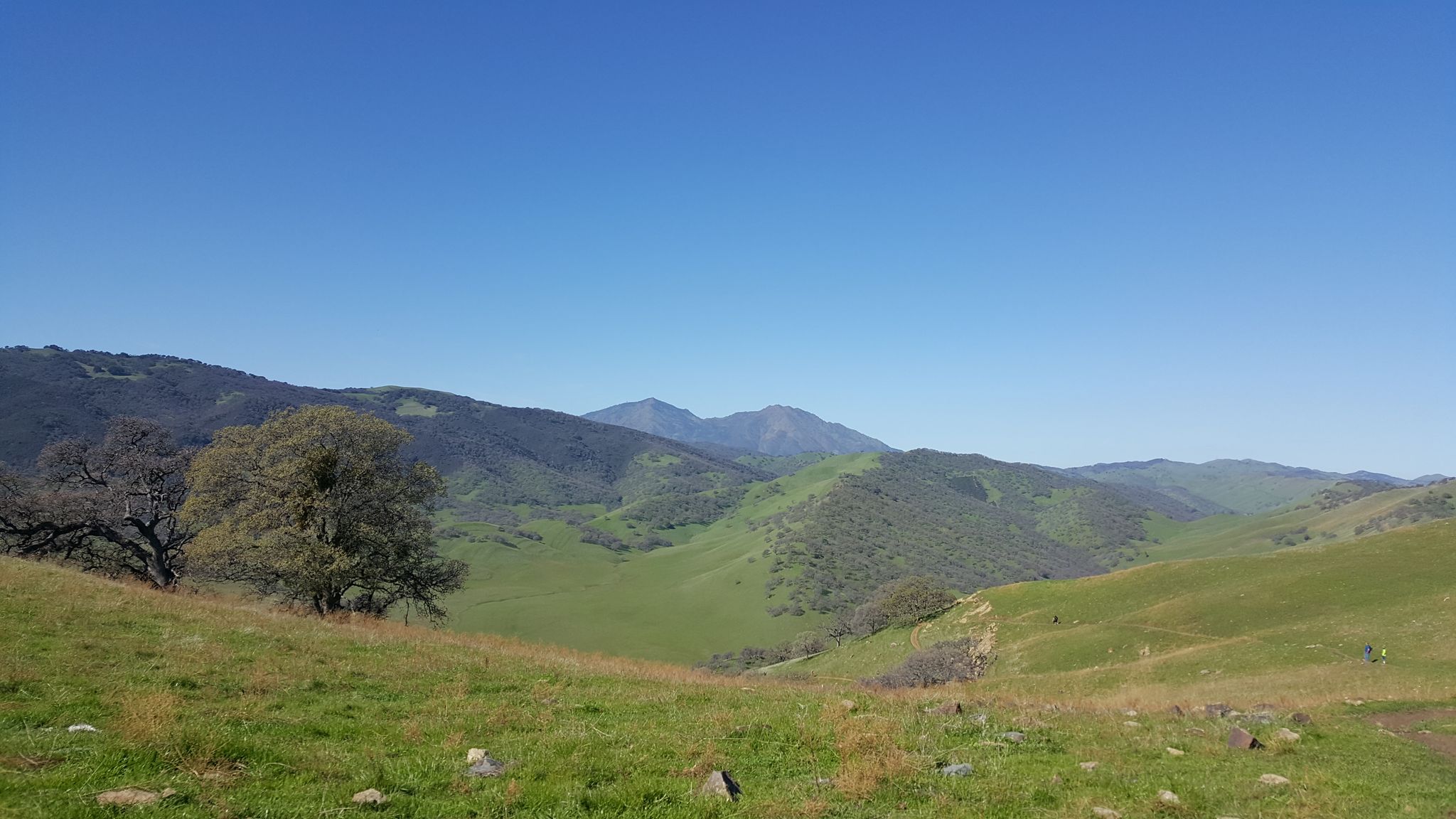Expansive view of sunny green rolling hills and distant mountains under a clear sky. - Hardy Canyon, Miwok, Murphy Meadow Loop