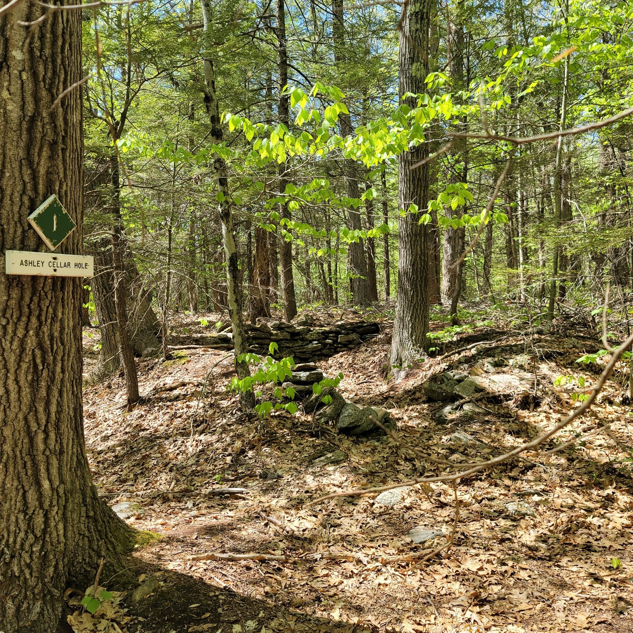 Sunlit forest path with tall trees, a trail marker, and a stone wall. - Pitcher Falls loop from Nobleview