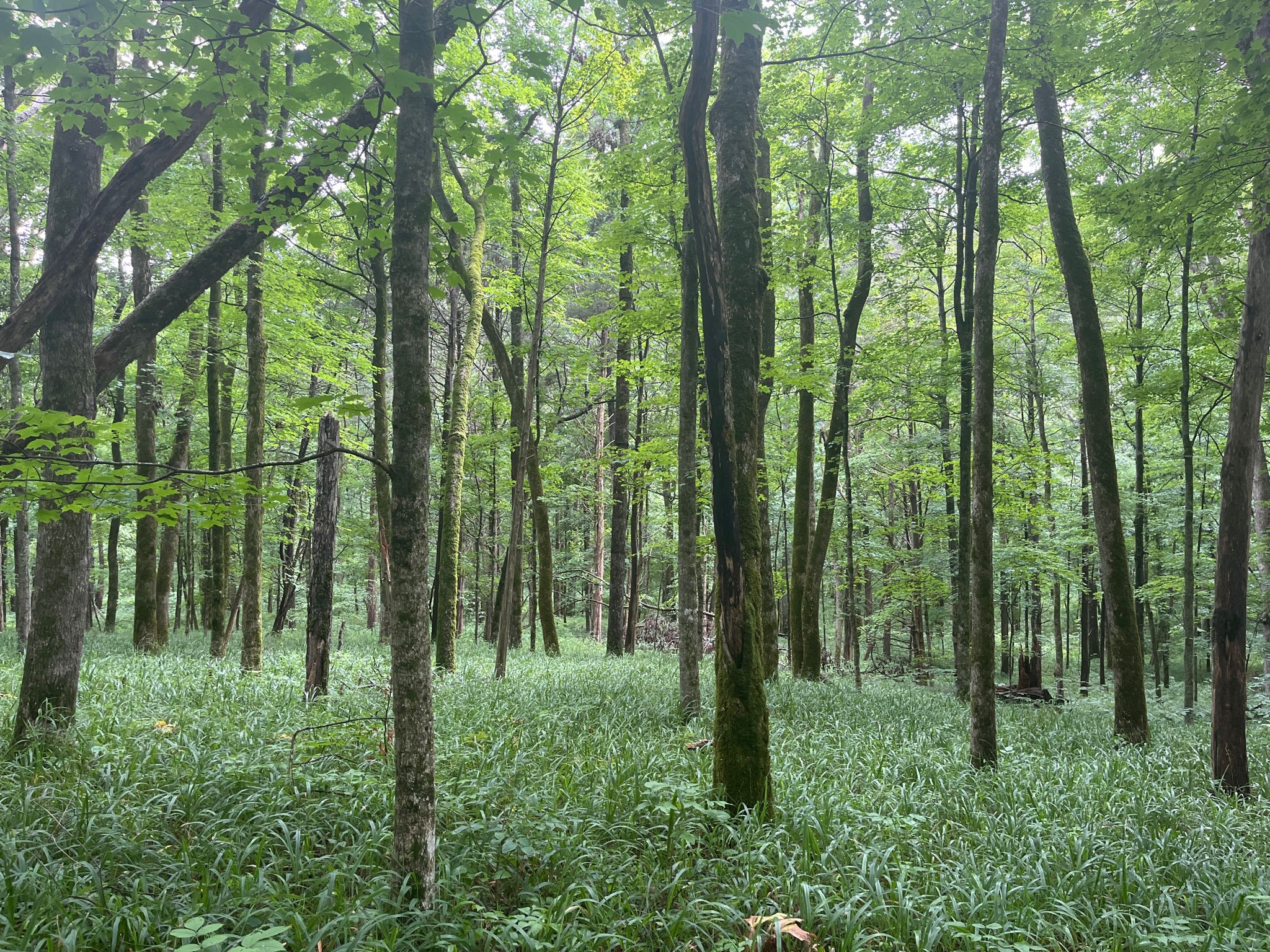 Dense forest with tall trees and lush green undergrowth under soft light. - Green River Bluffs, Sinkhole, and Heritage Trail Loop