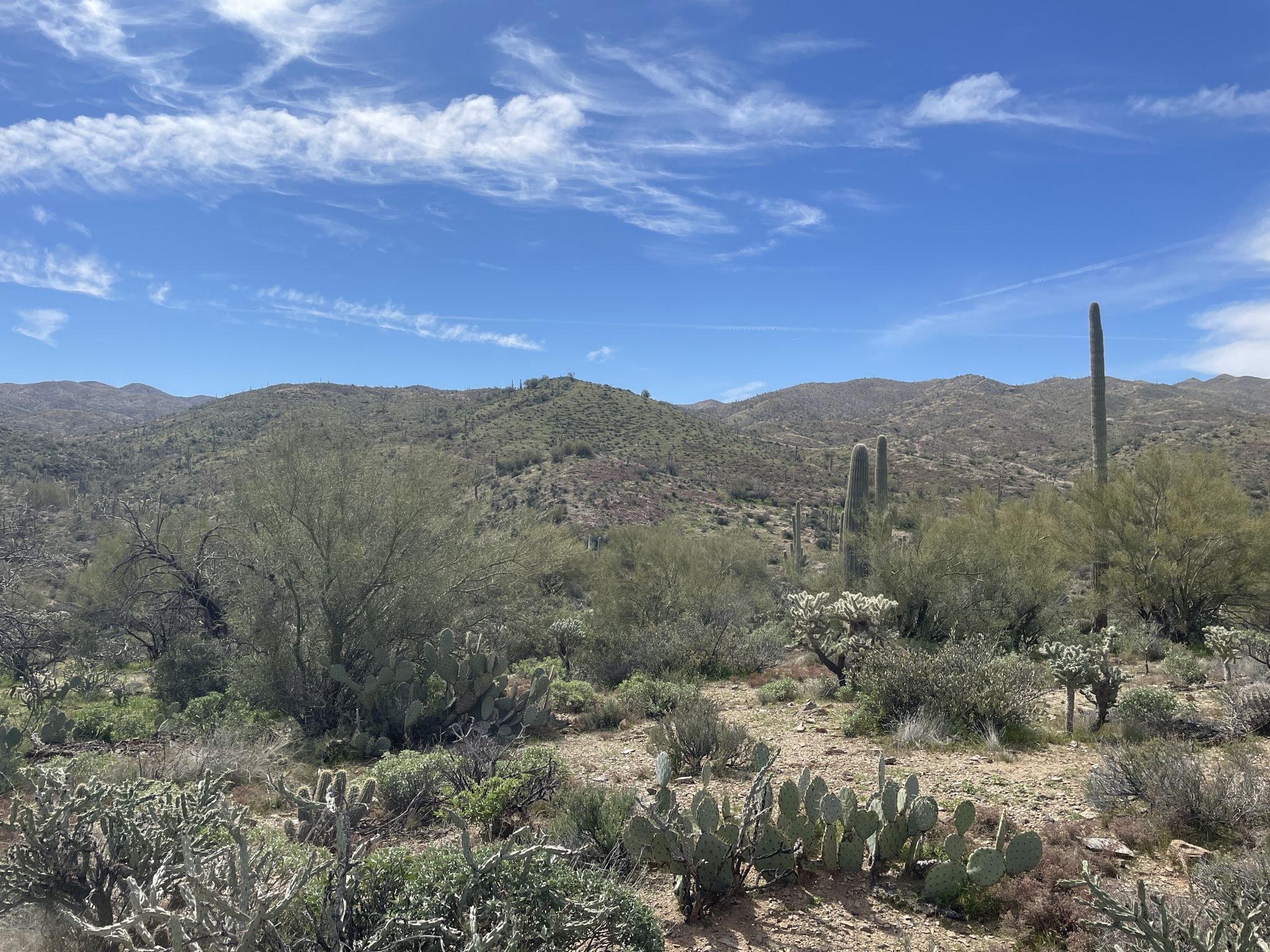 Vast desert landscape with saguaro cacti, prickly pear, and distant mountains. - Arizona Trail: Passage 17 - Alamo Canyon