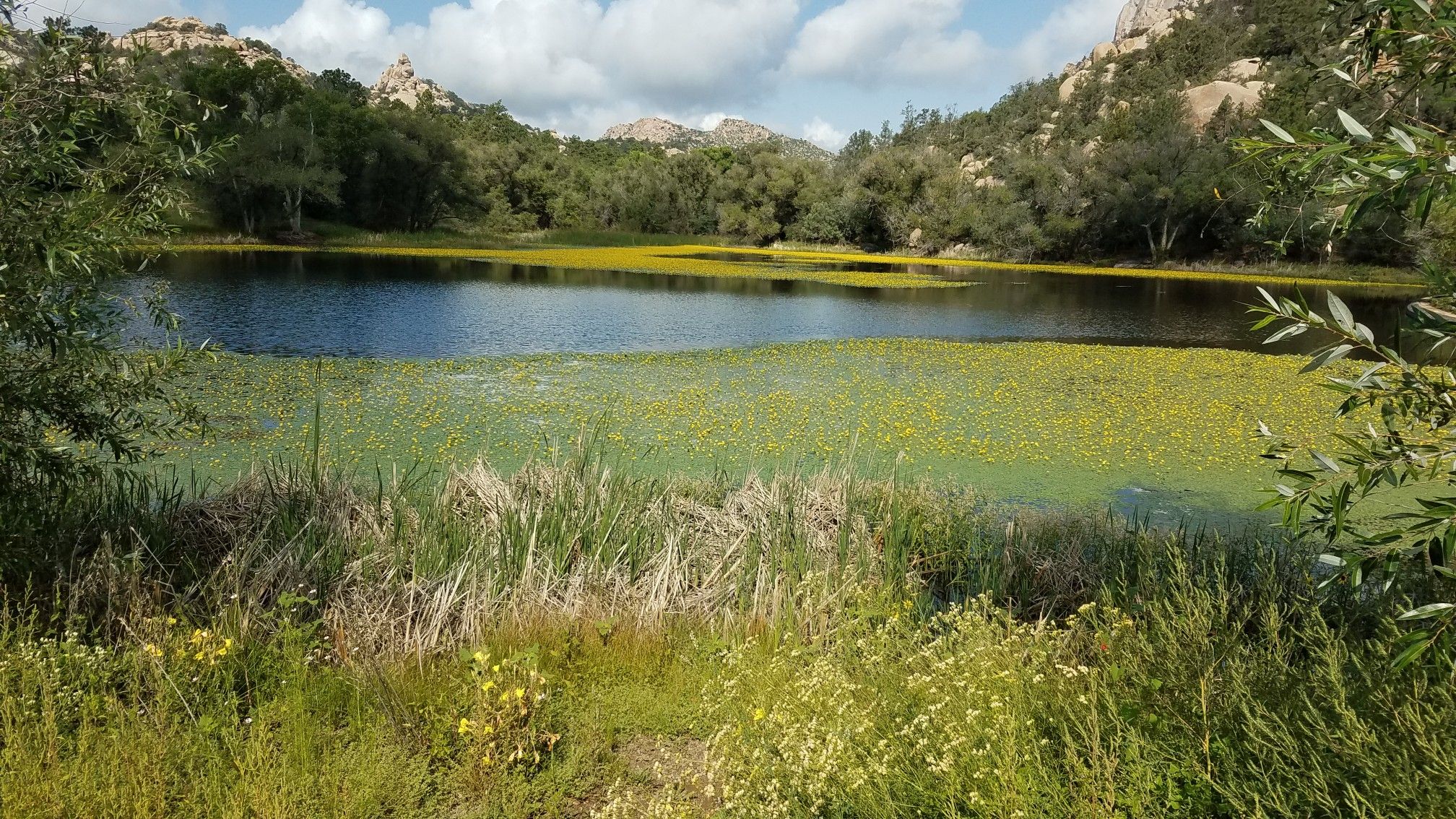 Lake with lily pads and reeds, surrounded by green foliage and distant mountains. - Mint Wash Trail