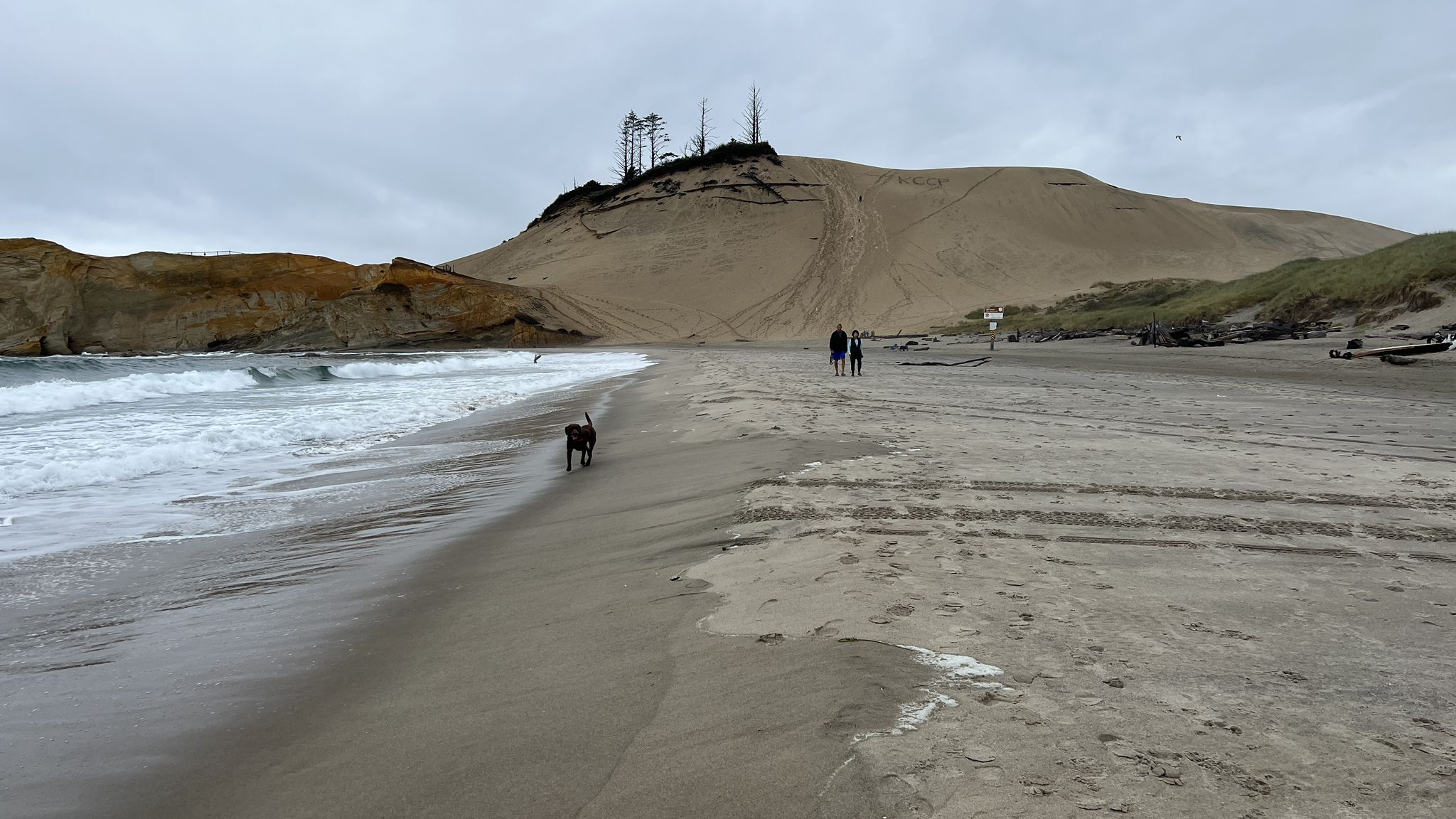 Overcast beach scene with a dog running, people walking, and a large dune. - Cape Kiwanda State Natural Area