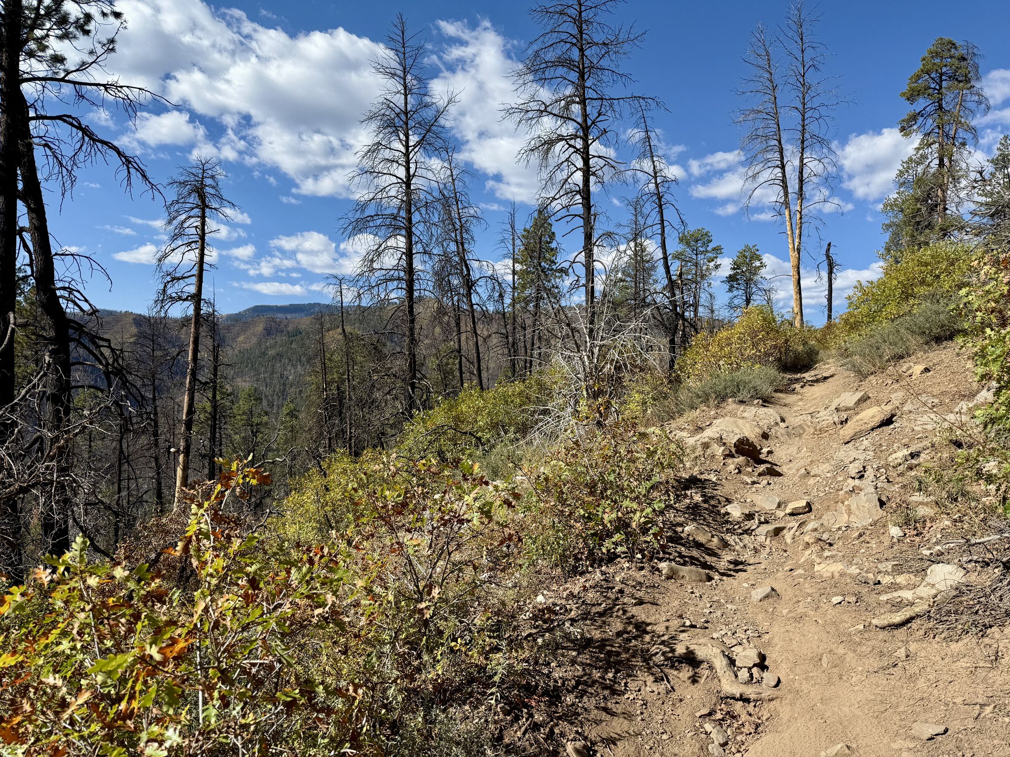 Rocky dirt trail ascending a hillside with dead trees and green bushes, sunny. - Jones Creek Trail – Lower Hermosa Creek Trailhead loop from Lower Hermosa Campground