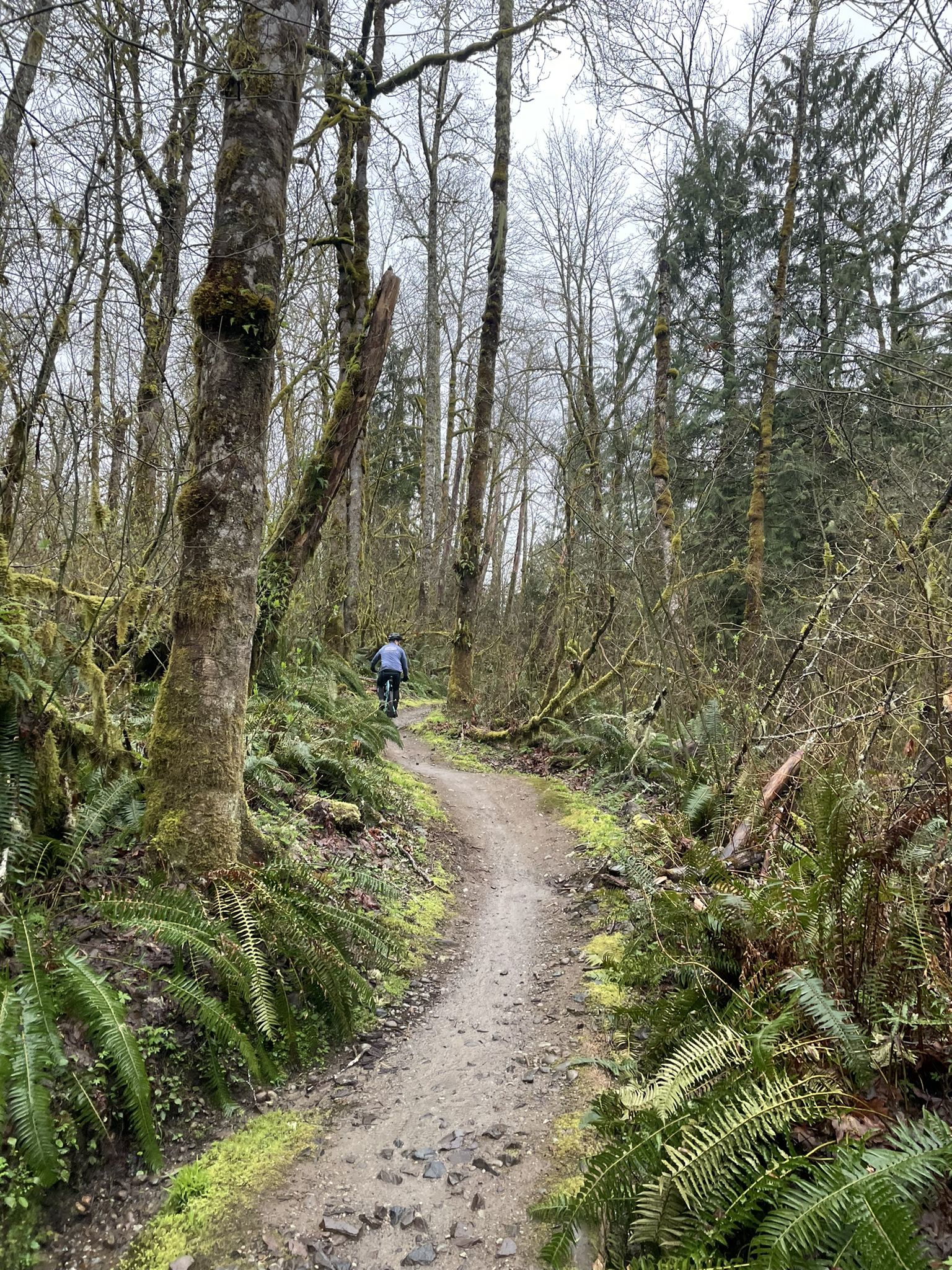 A mountain biker rides a dirt trail through a wintery, fern-filled forest. - Grand Ridge Trail