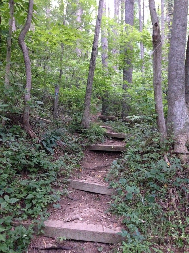 Wooden steps on a dirt path ascending through a green forest. - Pomeroy Trail – Pomeroy Trail loop from White Clay Creek State Park