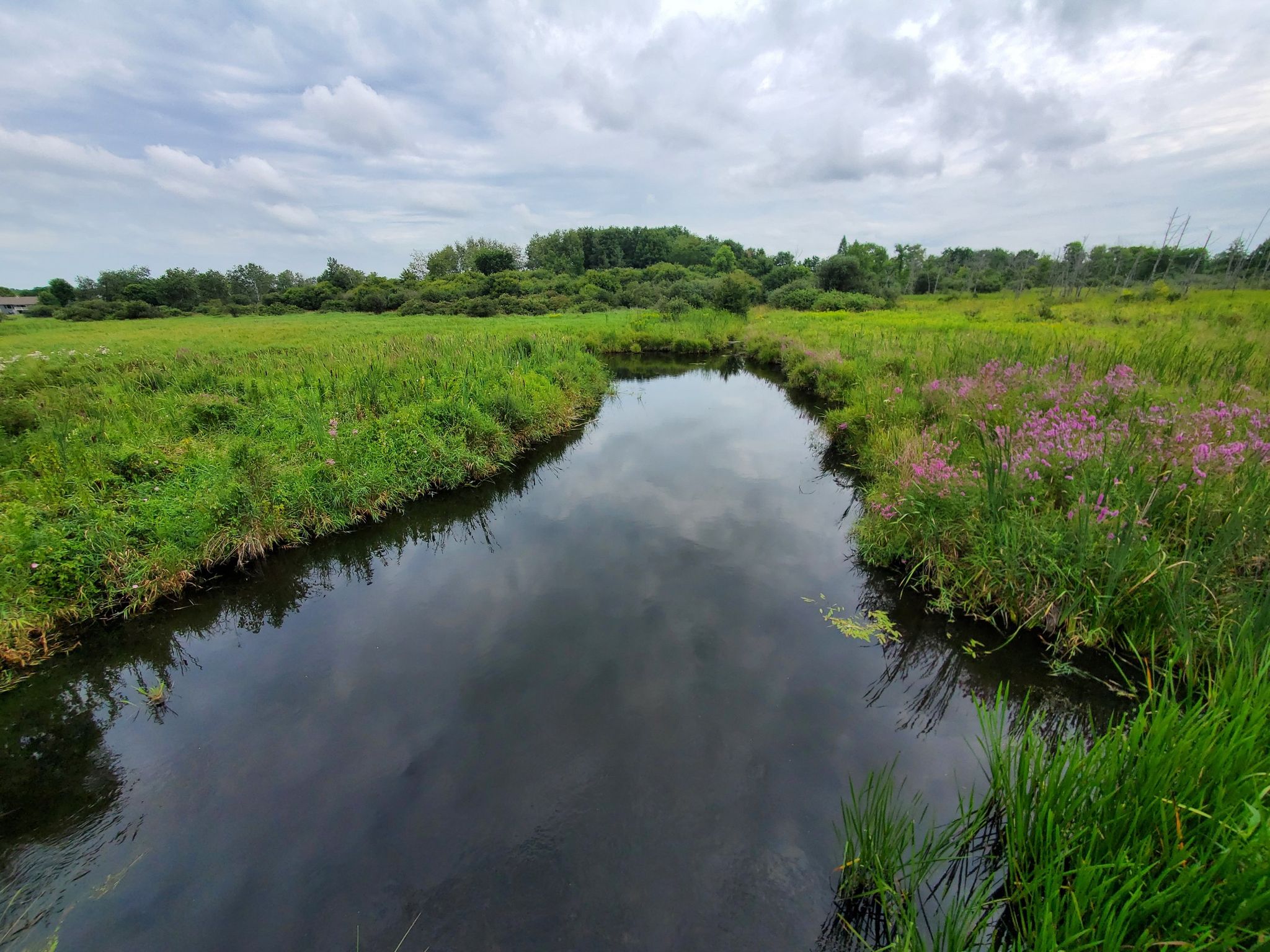 Winding dark river through lush green fields with purple flowers under cloudy sky. - Glacial Drumlin State Trail