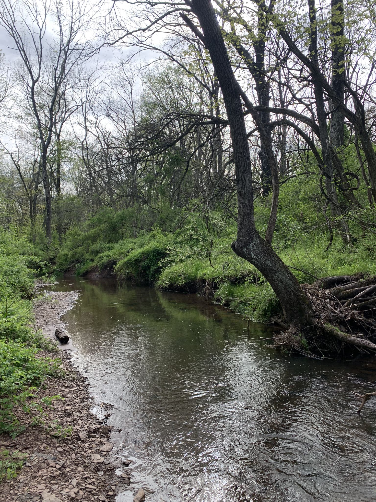 A narrow stream flows through a lush green forest on an overcast day. - Woolsey Park Loop