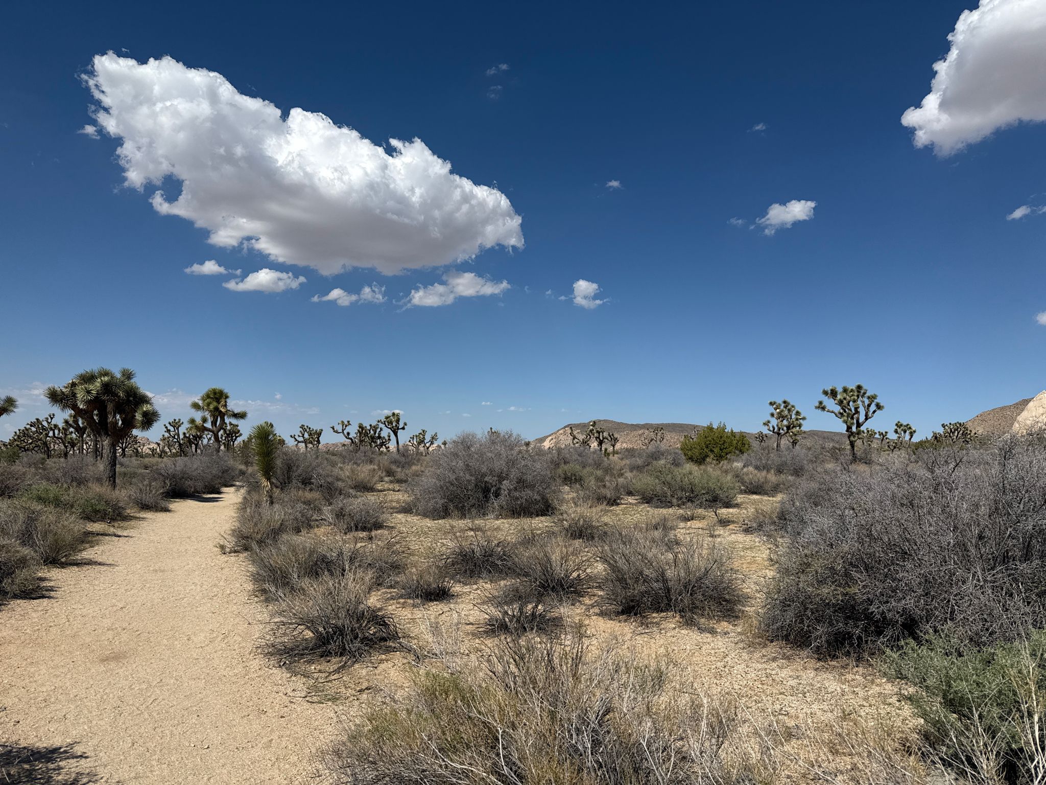 A dirt path winds through a sunny desert with Joshua trees and scrub. - Ryan Ranch Ruins – Bighorn Pass Road loop from Cap Rock