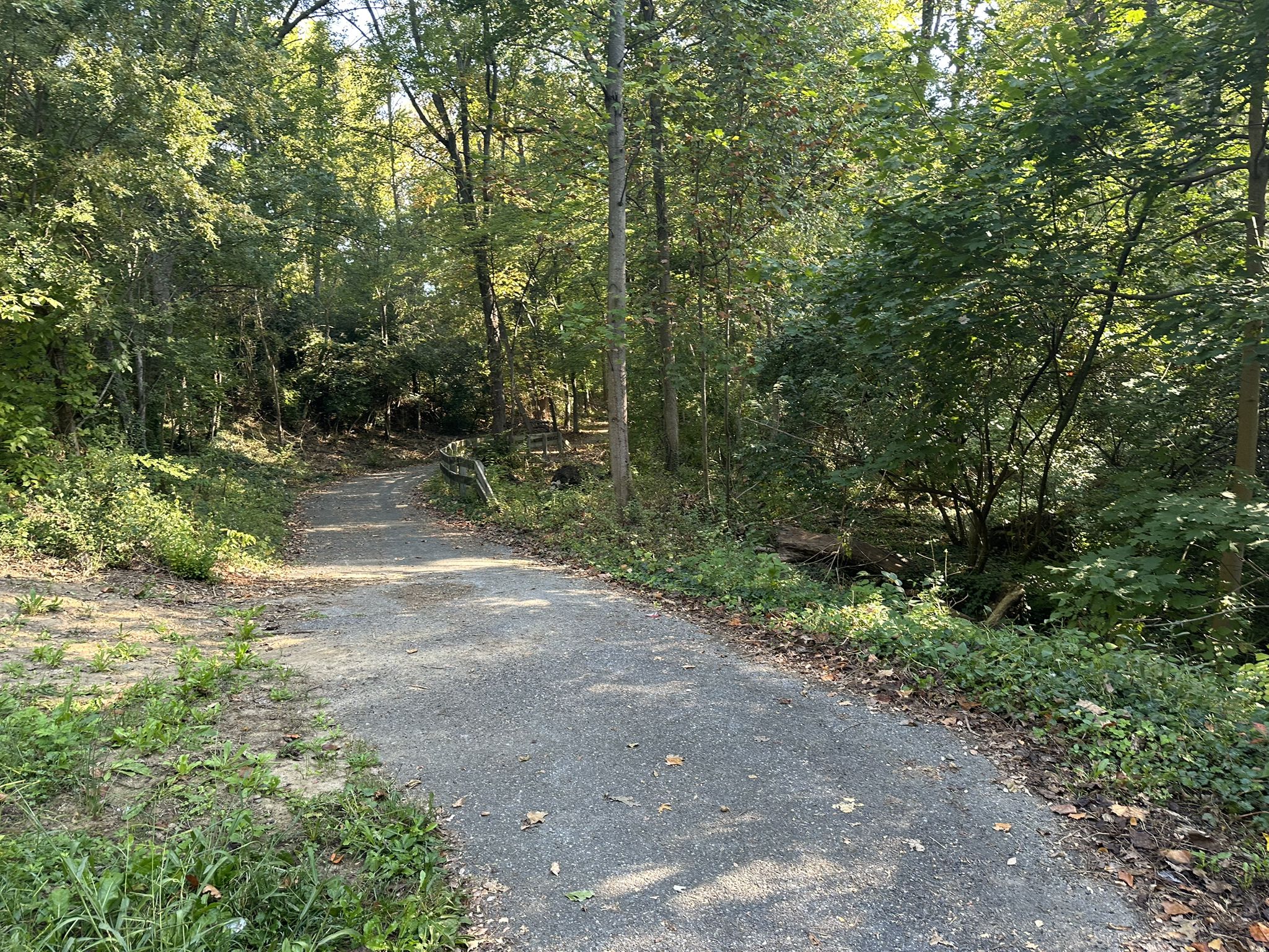 Paved path winding through a sunlit forest with dense green foliage. - Ardens Historic District – Woodley Park loop from Ardentown