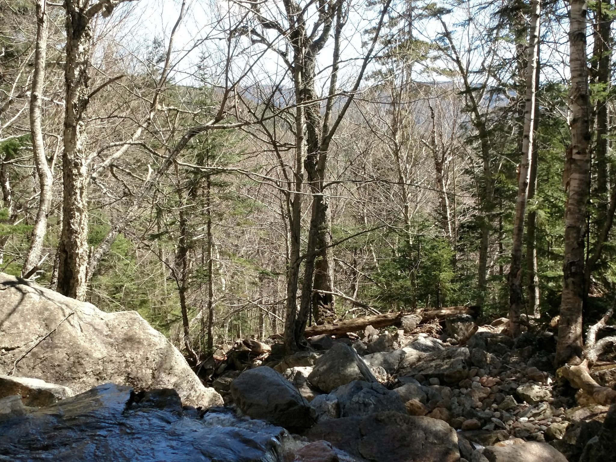 Sunny forest with bare trees, rocks, and a small stream. - Nancy Cascades