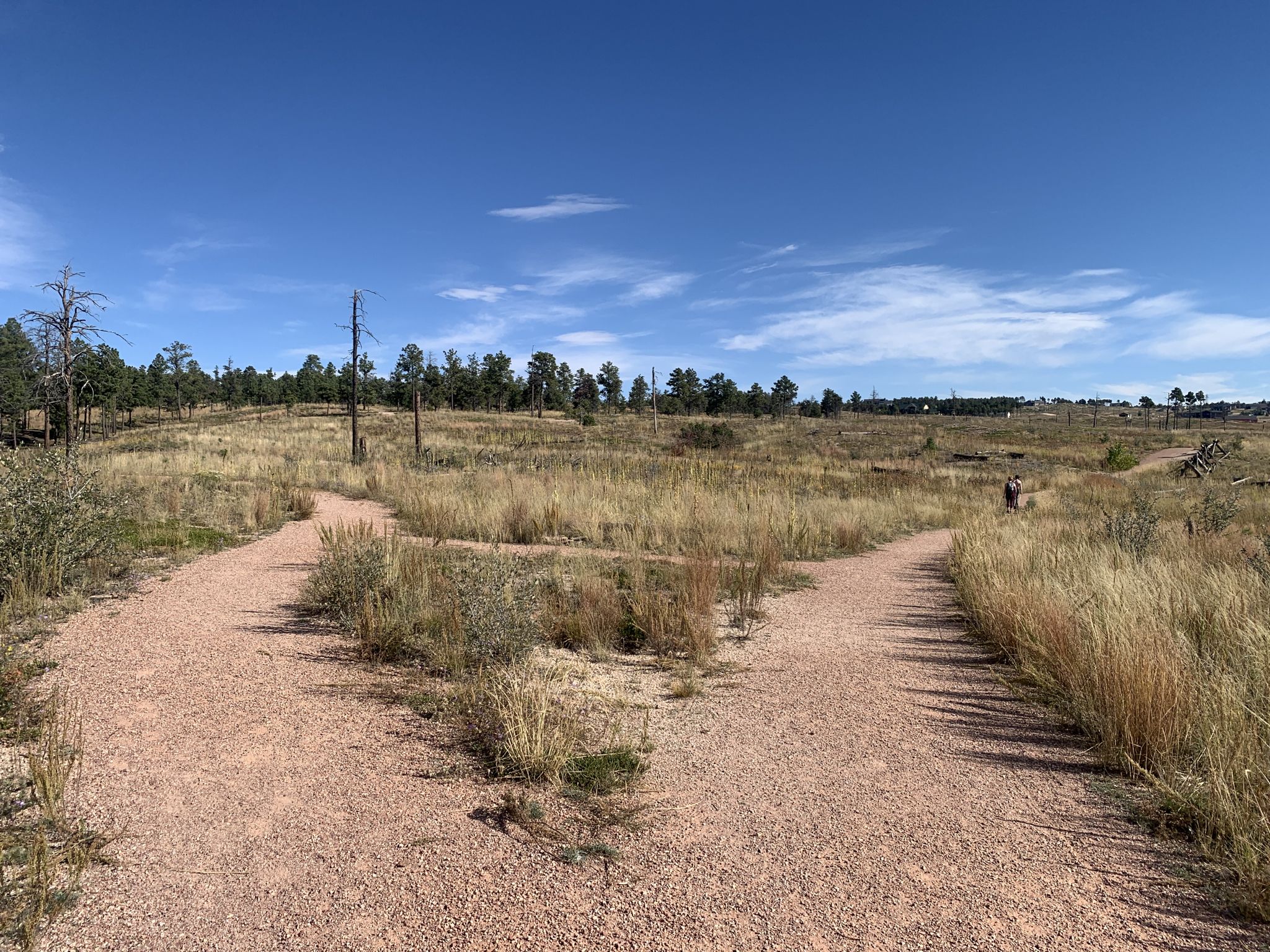 A dirt path forks in a sunny, dry grassy field with distant trees. - Pikes Peak Loop
