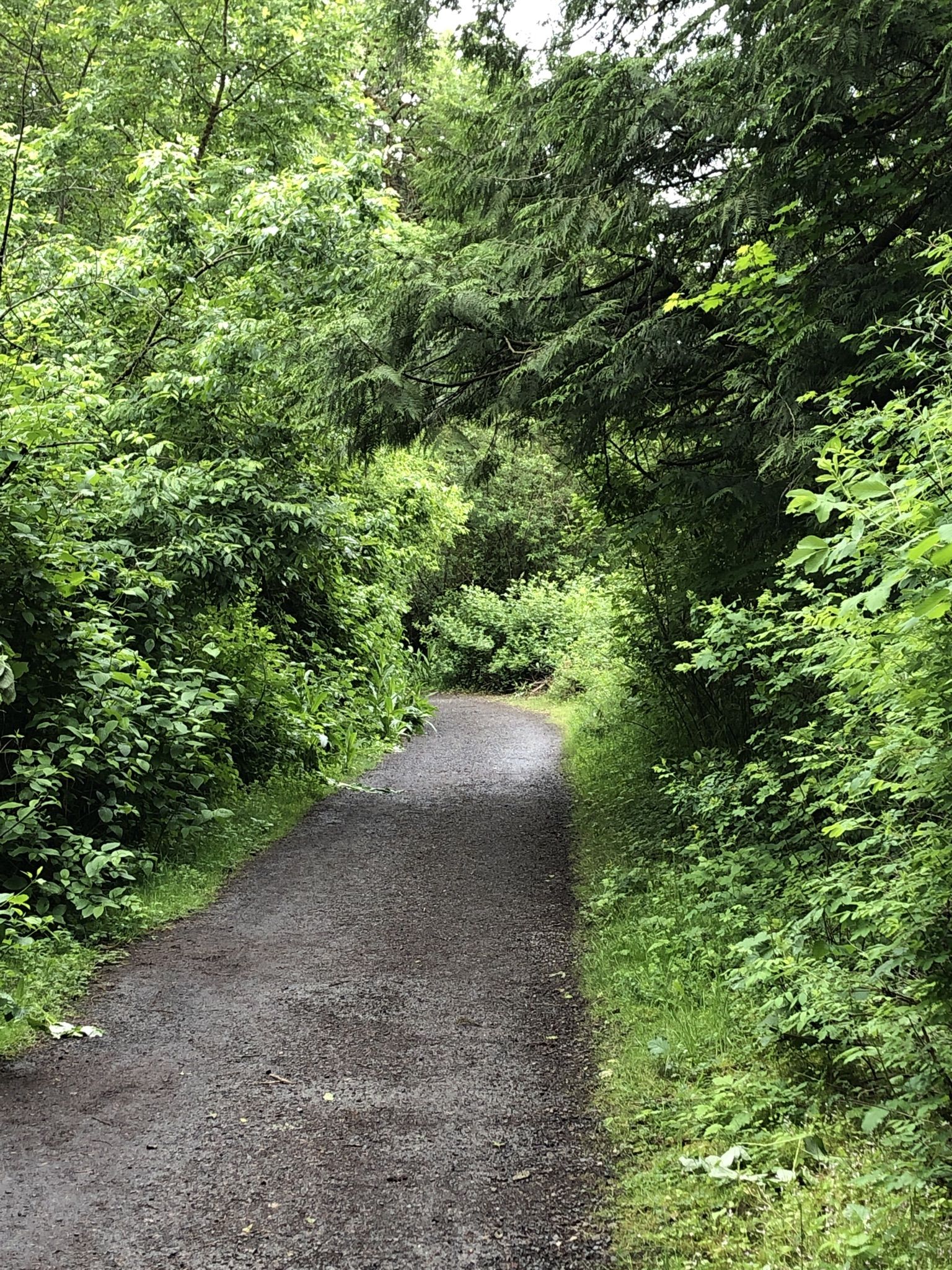 Lacamas Lake trail at the northern half.