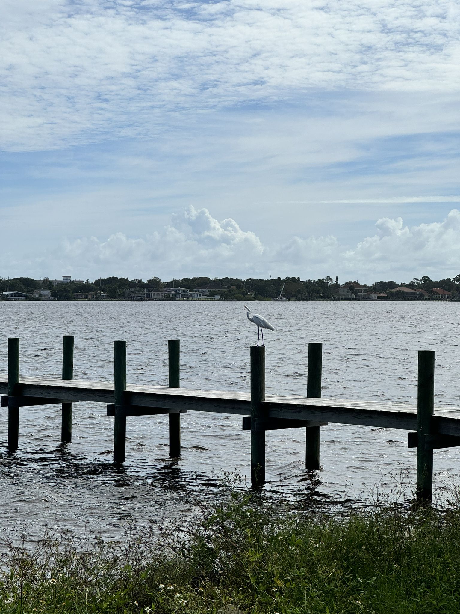 A white egret stands on a wooden pier over calm water under a cloudy sky. - Fountain Plaza loop from J&P Cycles Parking