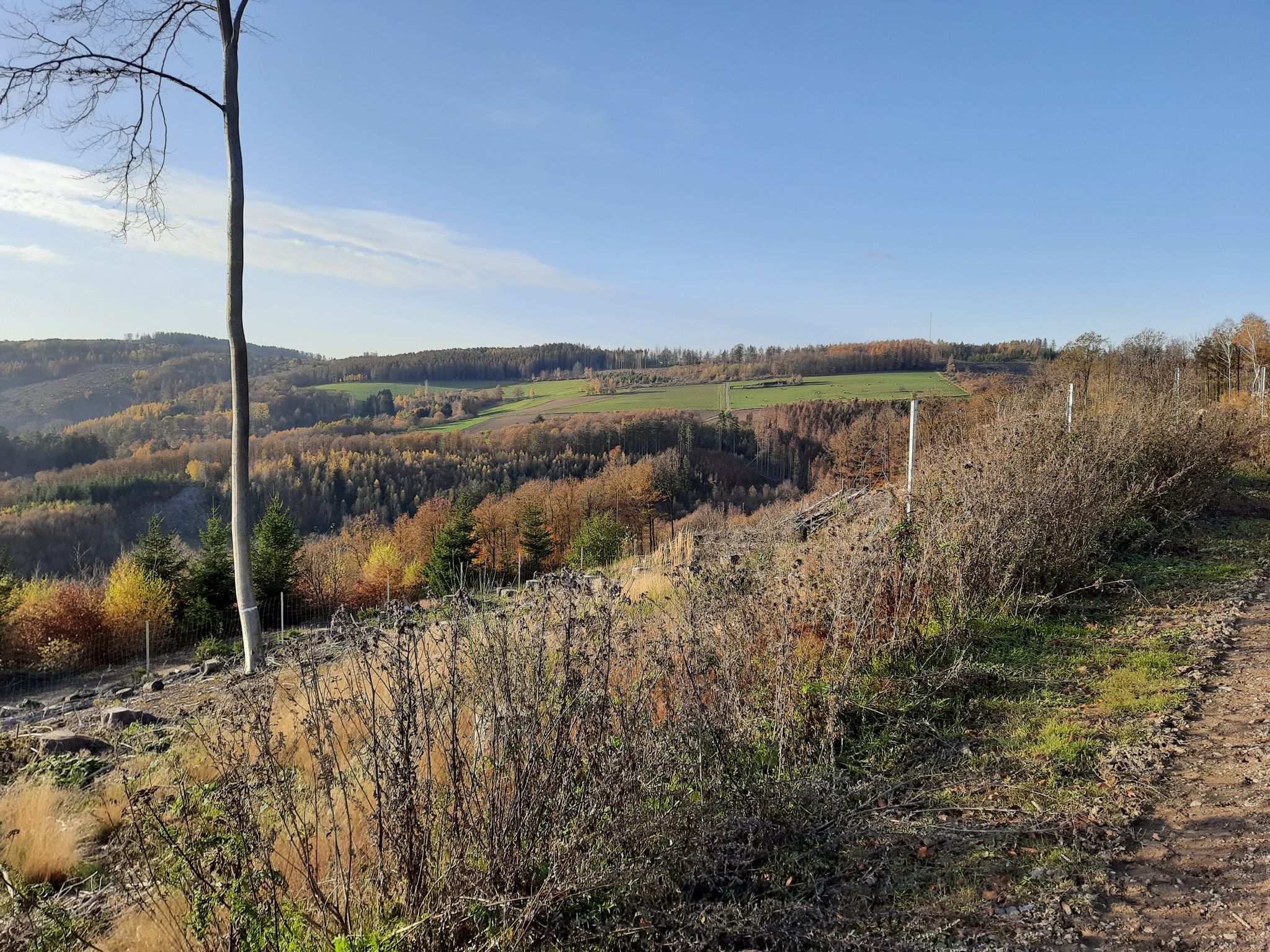 Wiese im Wald 