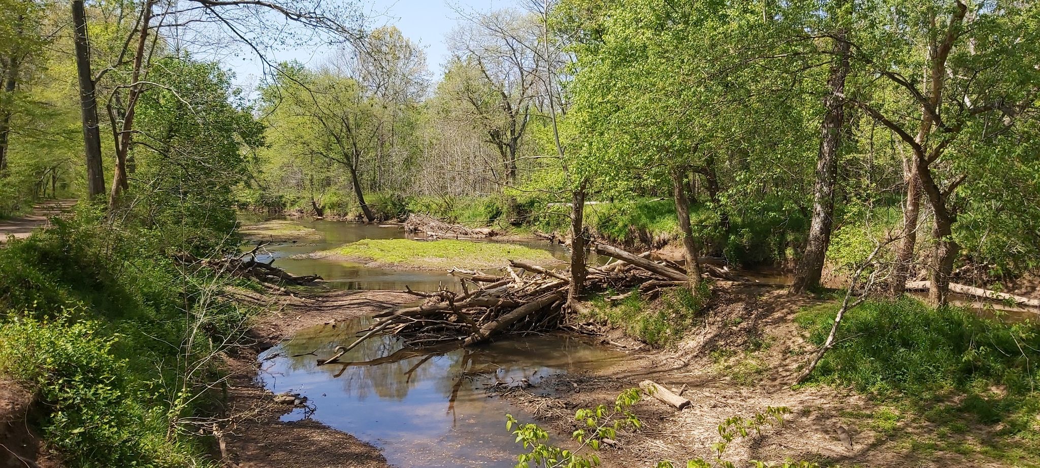 Wide stream with fallen logs, surrounded by lush green trees. - First Manassas Trail