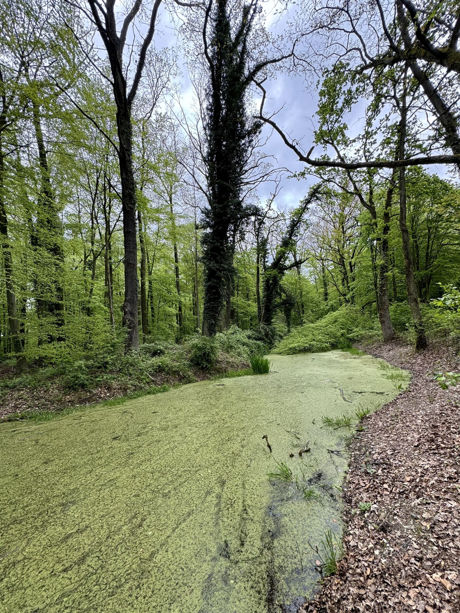 Idyllischer Waldteich