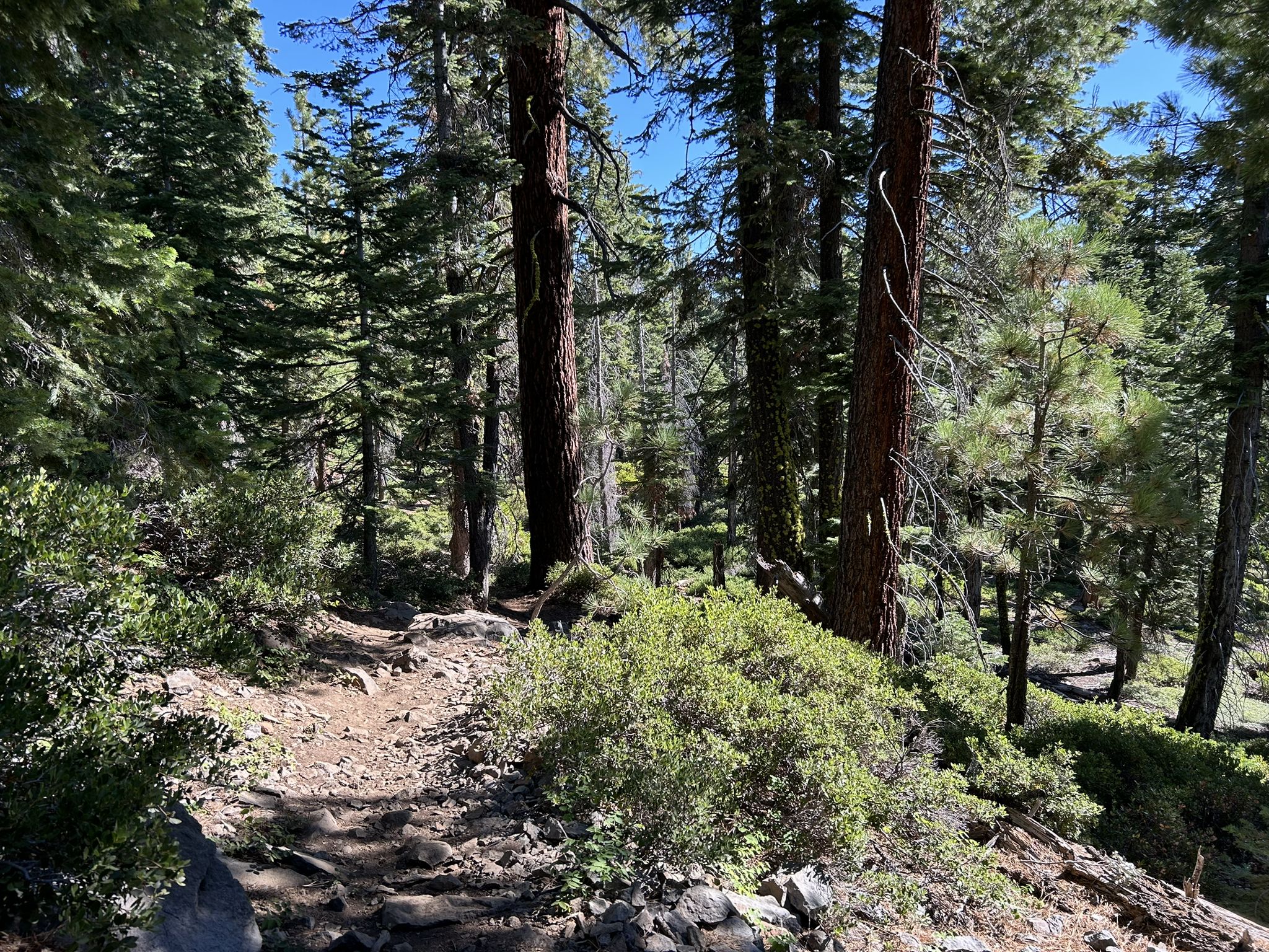 A winding dirt path through a sunlit, dense forest. - Carnelian Bayから出発する カーネリアン・ビーチ・ウエスト – Gar Woods ループコース
