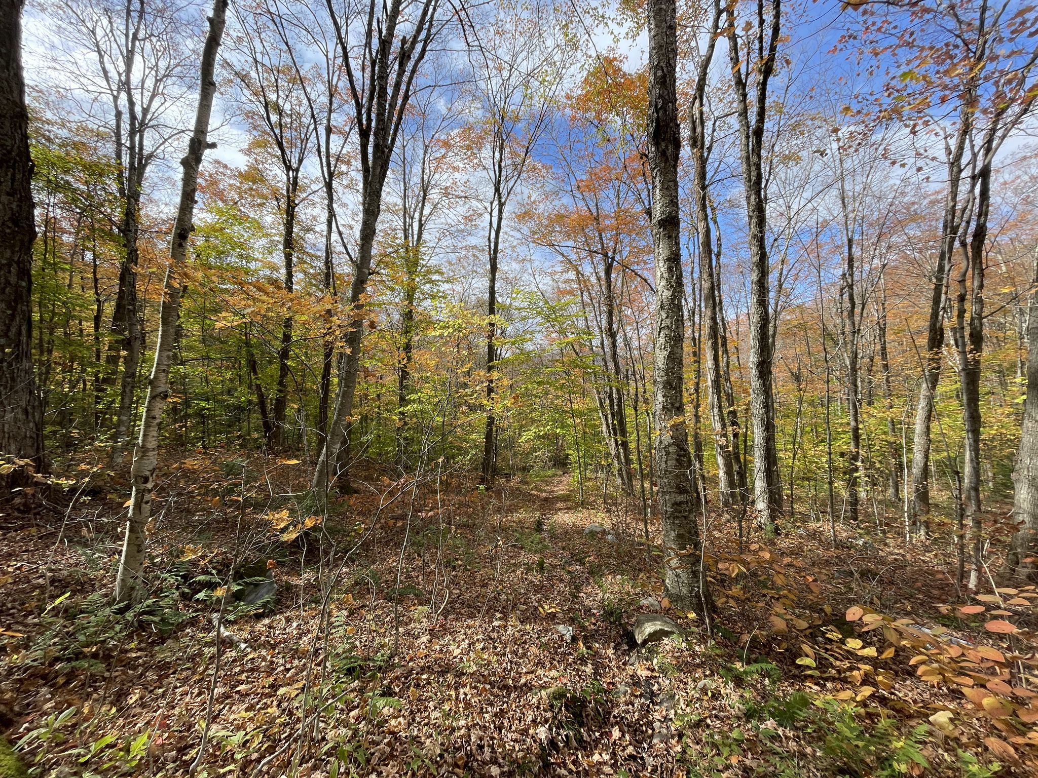 Forest path covered in autumn leaves, tall trees with colorful foliage. - Green Mountain, Long, Baker Peak, and Griffith Lake Trail Loop