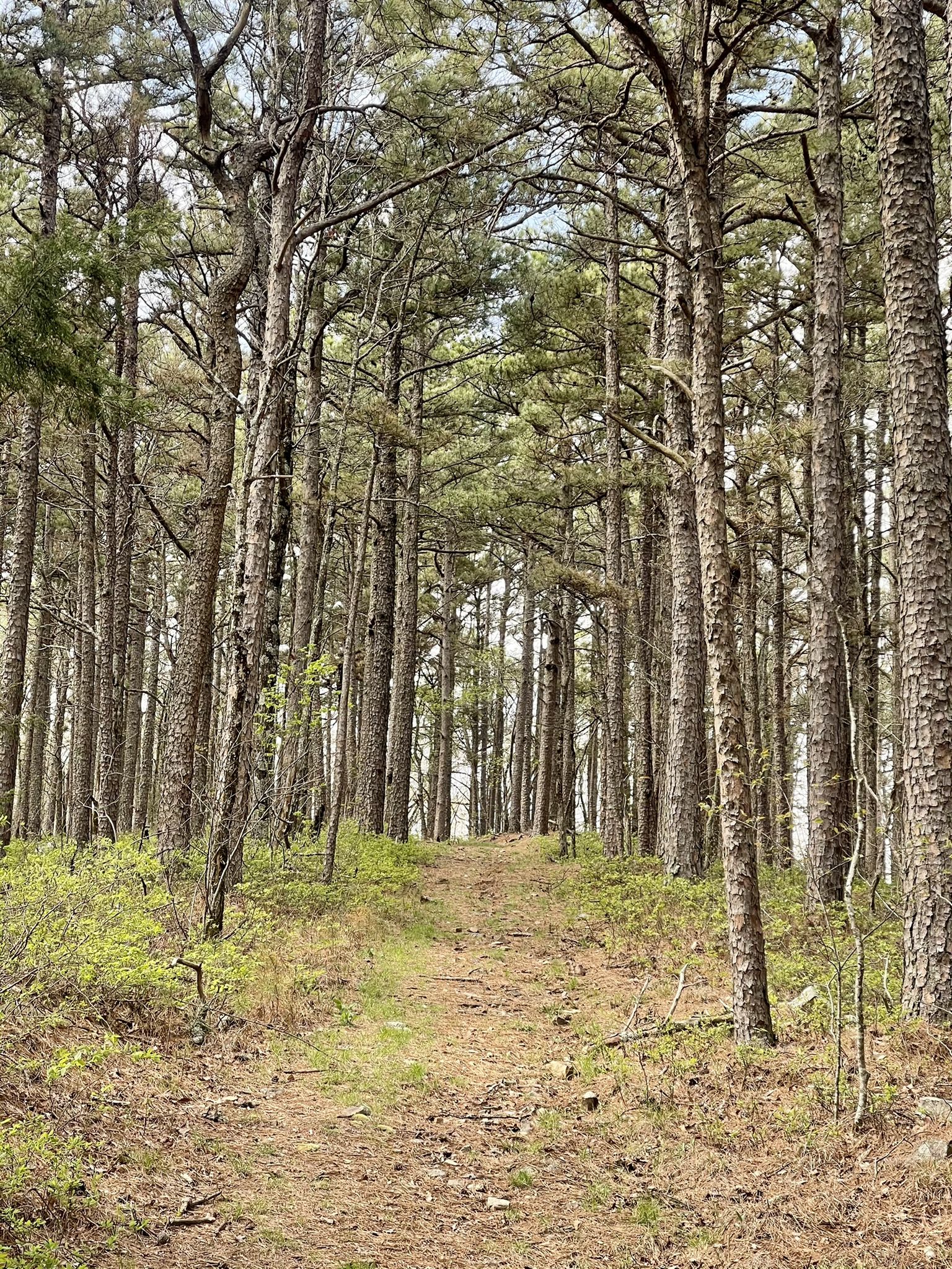 A dirt path ascends through a dense forest of tall, slender trees. - Black Fork Mountain Trail