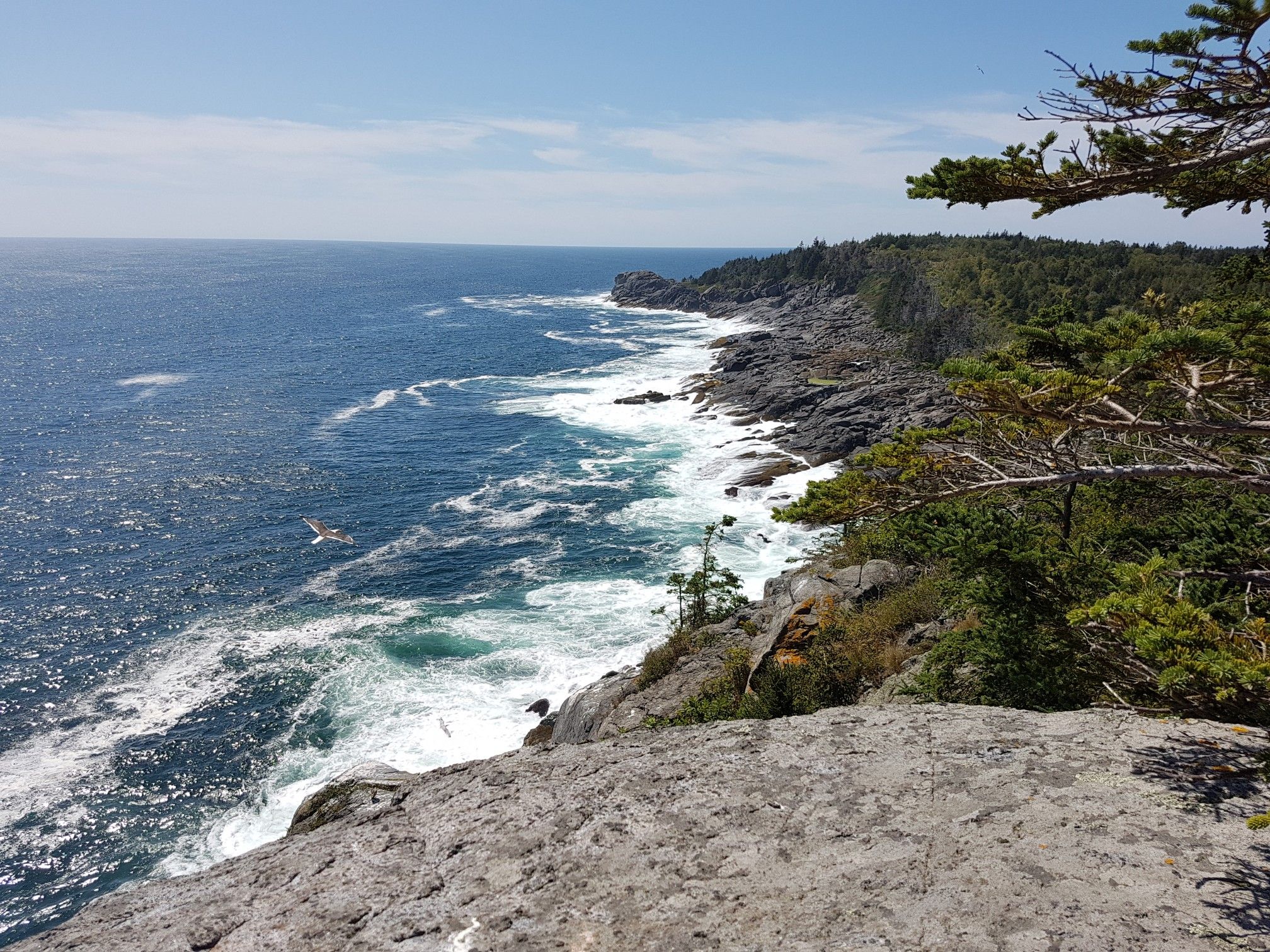 Panoramic view of a rugged, forested coastline with crashing ocean waves. - Cliff Trail