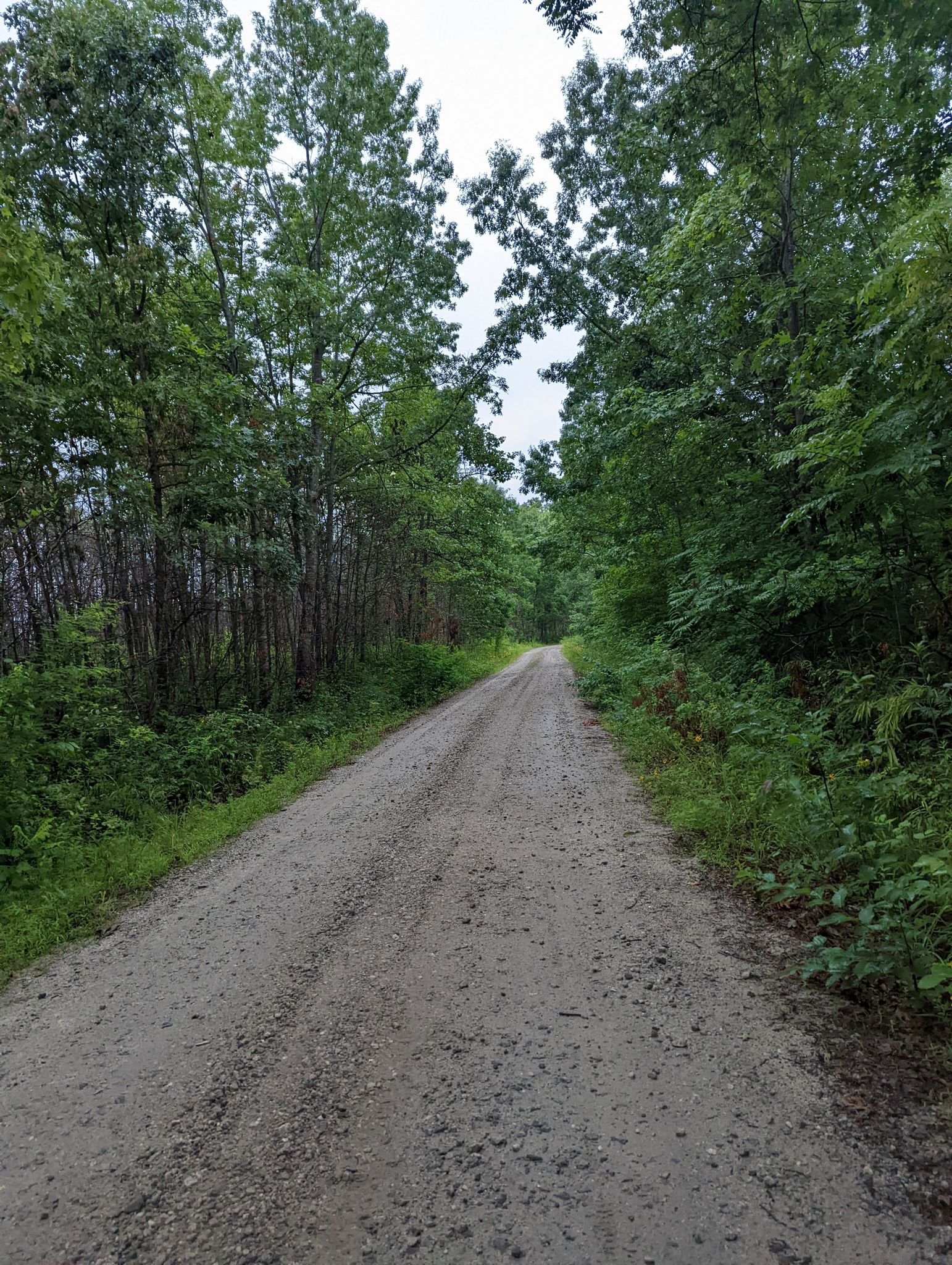 Long, straight gravel road extending through a dense green forest. - Ross Mountain Passage loop from Yellow Branch Picnic Area