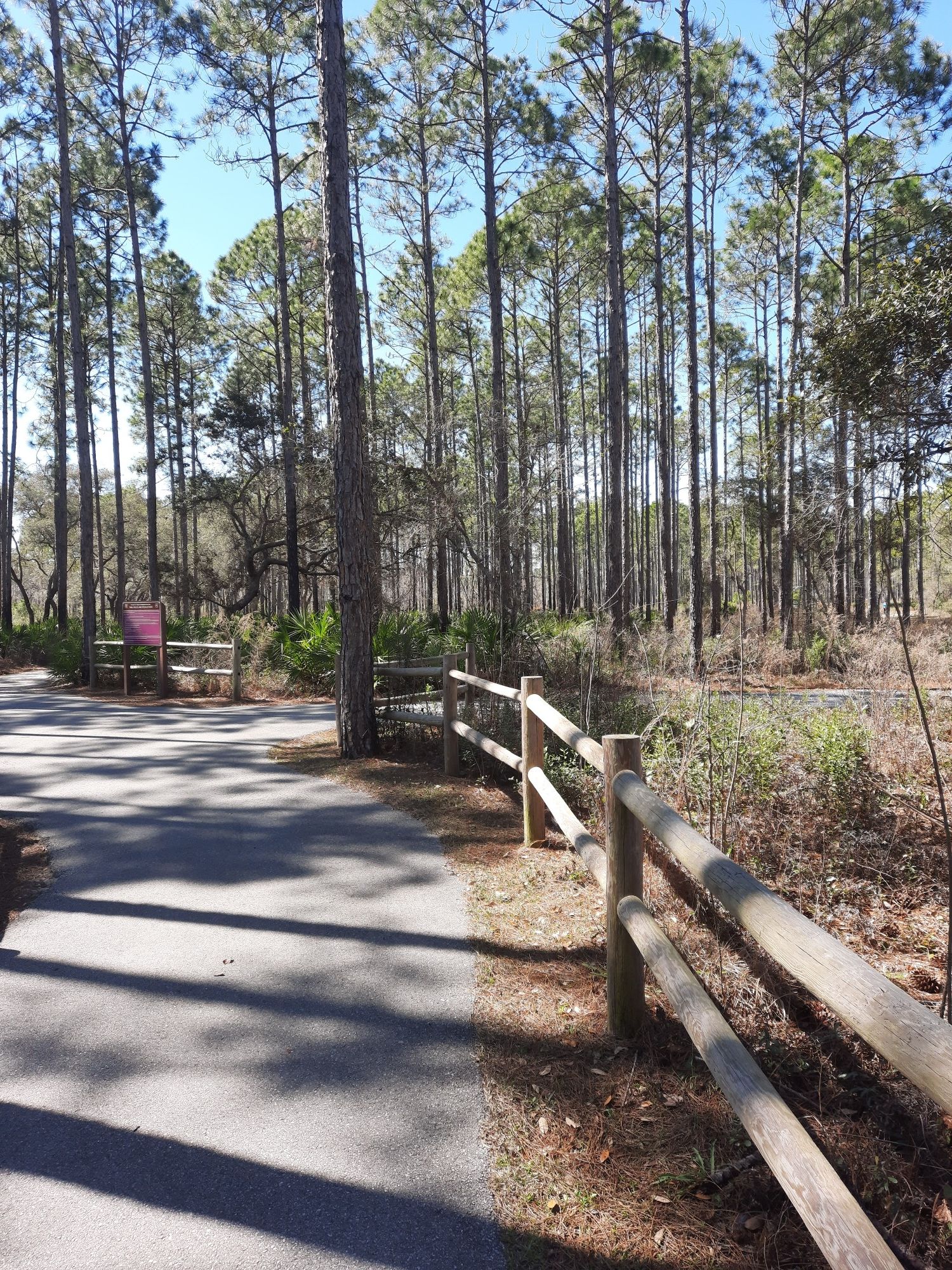 A paved path runs alongside a wooden fence, leading into a pine forest. - Osprey and Longleaf Loop