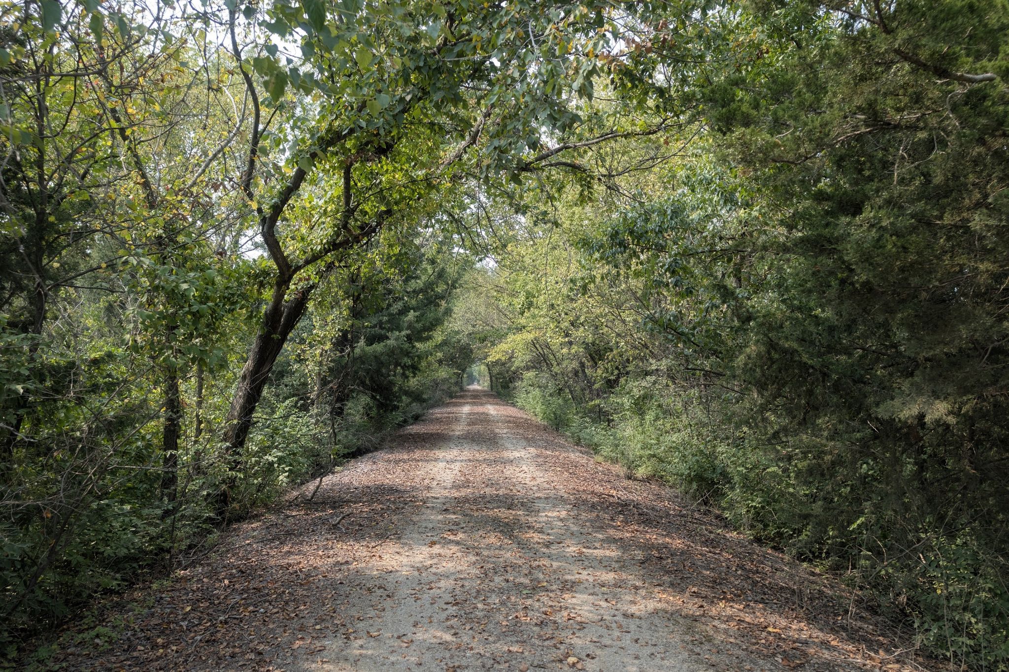 Dirt path covered in leaves, winding through a dense, leafy forest. - Gravel loop from Osawatomie