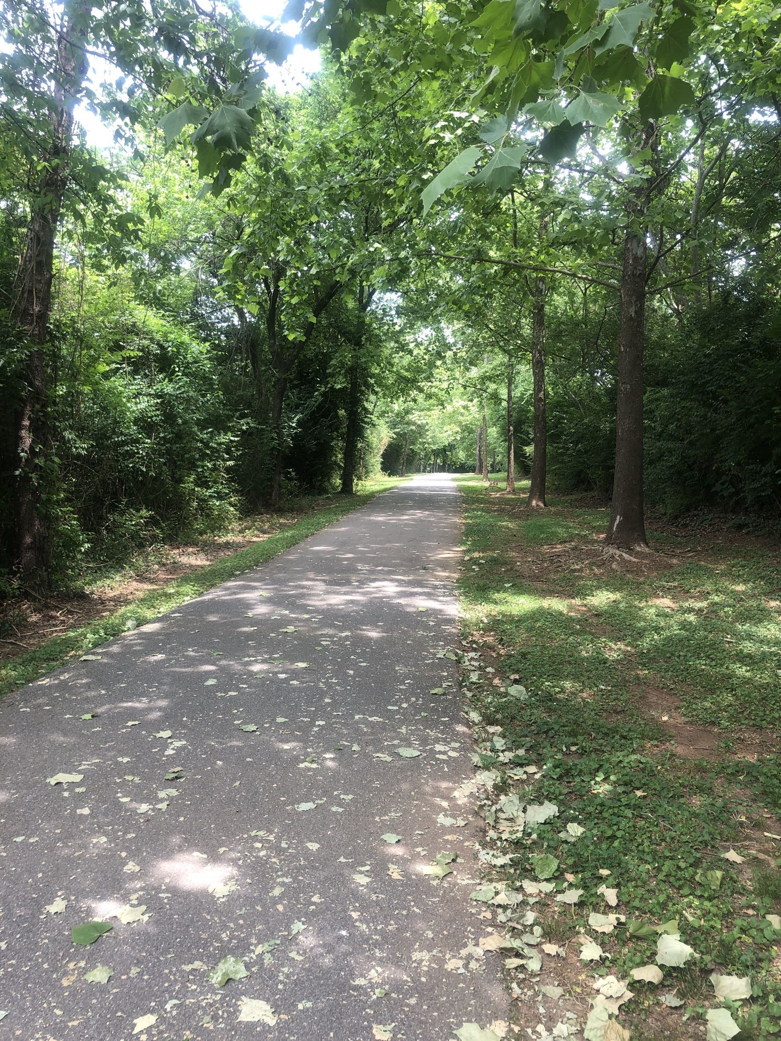 Paved path winding through a sun-dappled forest with lush green trees. - Third Creek Greenway – Fountain roundabout loop from Lyons Island